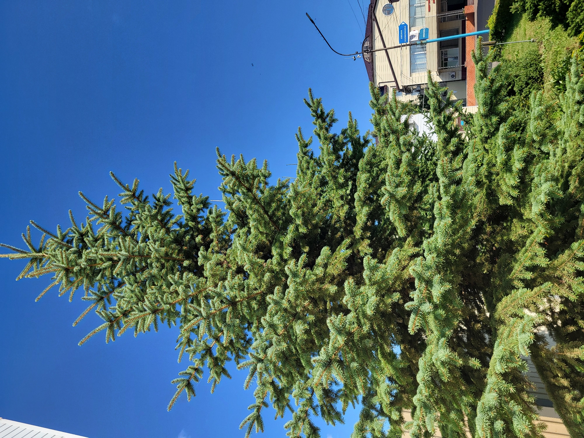 A large, green coniferous tree dominates the foreground of this image, its branches reaching upwards against a clear blue sky. To the right of the tree, a light-colored building with a brown roof is visible. A street lamp with a curved pole stands in front of the building, and a blue street sign with white text is attached to it. The sign reads "Енихана Поликлиника" and "Операционная." The scene appears to be in a city, likely Petropavl, Kazakhstan, given the Cyrillic script on the sign. The overall impression is one of a sunny day in an urban environment.