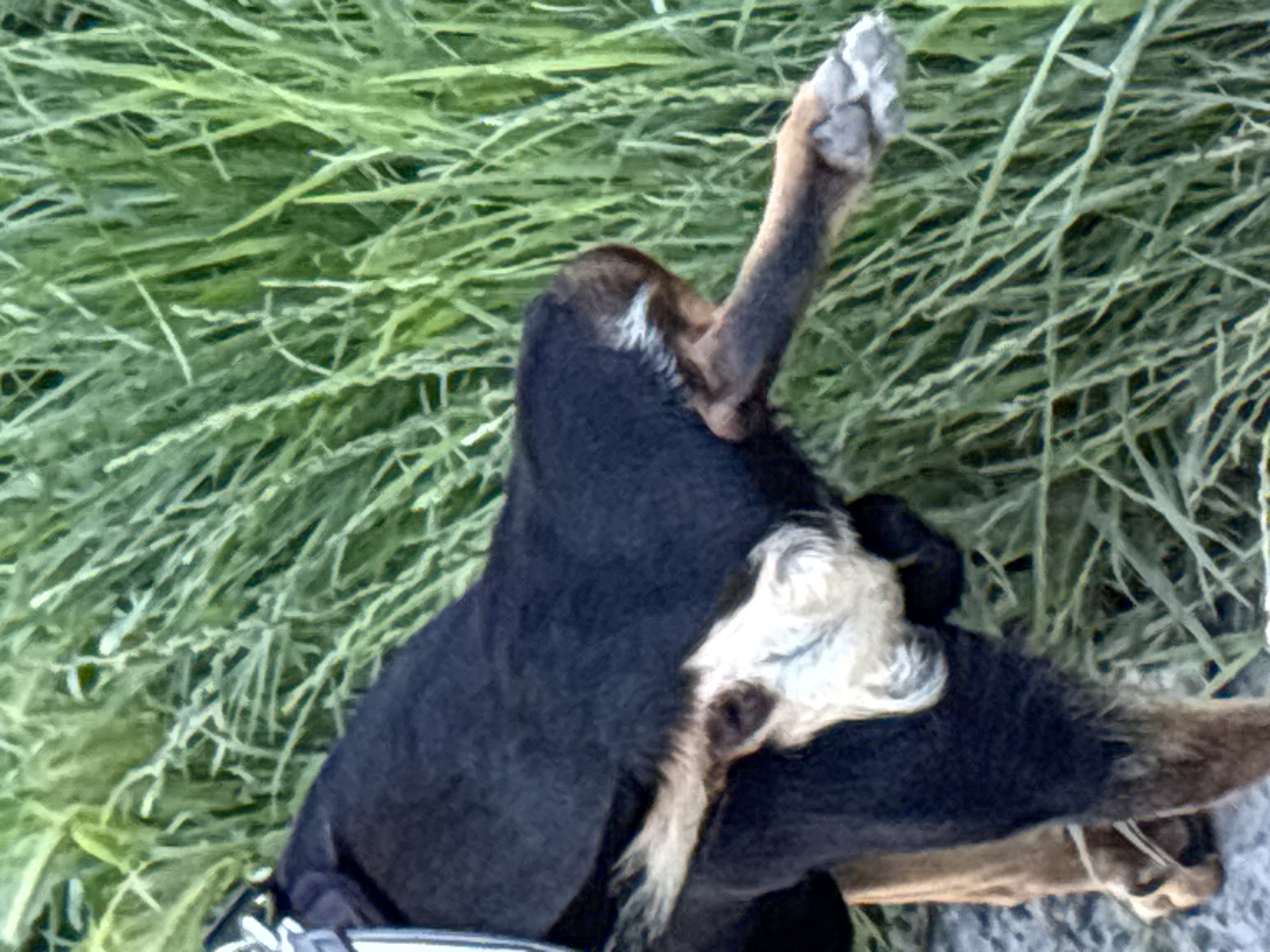 The image shows a close-up, overhead view of a dog lying on its back in tall green grass. The dog has dark fur with some lighter tan and white markings on its face and legs. One of its paws is raised in the air, and its legs are splayed out. The dog appears to be relaxed and comfortable.
The grass is densely packed and a vibrant green, suggesting it is daytime and likely a warm season. The background is entirely composed of this grassy terrain. The lighting is diffused, indicating it is not direct sunlight, perhaps an overcast day or the shade of a larger object not visible in the frame. There is no text or discernible man-made objects other than what appears to be a part of a leash or harness near the dog's chest, suggesting the dog is outdoors and possibly recently walked or resting after activity. No people are visible. The overall impression is one of peacefulness and a natural outdoor setting. The image is taken from above, giving a unique perspective on the dog's relaxed posture.