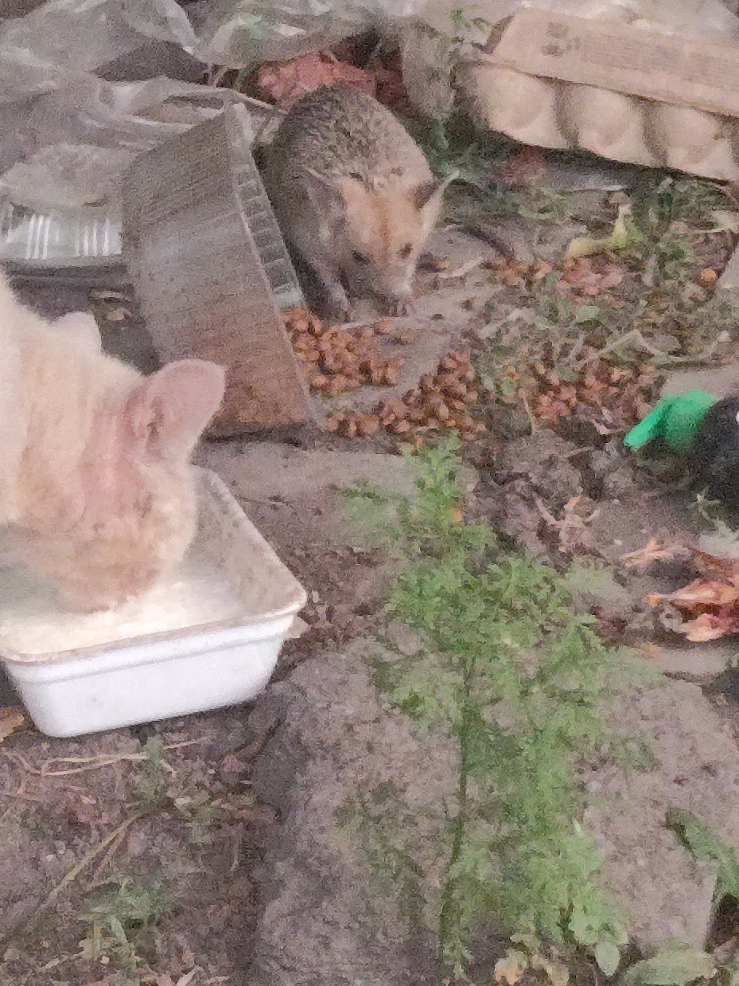 A light-colored domestic animal, possibly a cat or dog, is eating from a white rectangular dish filled with a white liquid, likely milk. The animal's head and front paws are visible. In the background, a small hedgehog is eating from a pile of dry food, possibly kibble, scattered on the ground. The animals are in an outdoor setting, with dirt, scattered brown leaves, and green vegetation. There are also some cardboard egg cartons visible in the upper right corner of the image, suggesting a potentially cluttered or semi-abandoned area. The scene is not specific to Kalinin, Kyrgyzstan.
