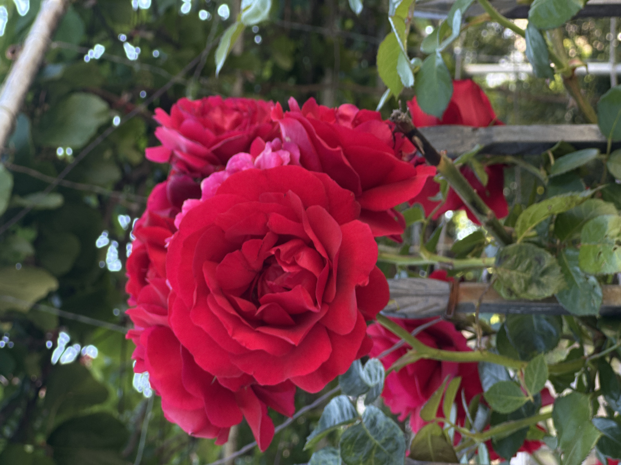 A cluster of red roses in full bloom is the prominent subject, likely situated in a garden or public green space within the city of Bar, Montenegro. The roses are various sizes, with the largest, most centrally positioned blossom exhibiting a deep red color. The surrounding foliage is green, with leaves displaying variations in texture and shade. A partial view of a weathered wooden structure, likely a trellis or fence, is also present, suggesting a structured garden setting. The background is blurred with vegetation, and possibly other structures within the city. The overall scene conveys a natural, floral setting, possibly a public park or private garden within Bar.
