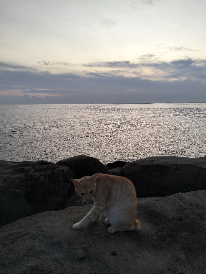 An orange and white cat stands on dark rocks near the ocean. The cat is mid-motion, with one paw extended. The ocean is calm and reflects the gray and pink hues of the sky. Clouds are scattered across the horizon. The scene suggests a tranquil evening by the sea.