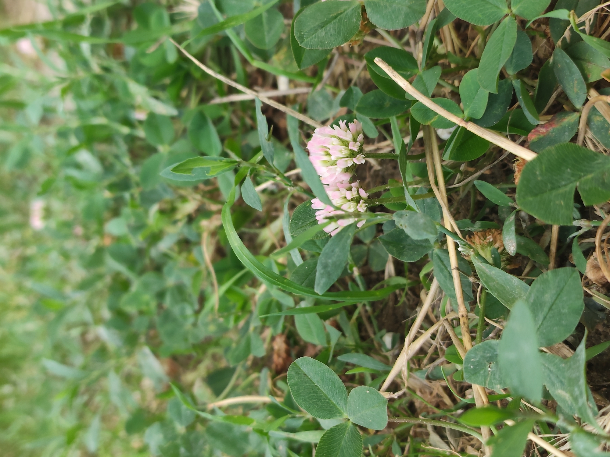 The image displays a close-up, ground-level view of a patch of clover and grass, with a focus on two small, pinkish-white clover flowers. The clover leaves are predominantly green and exhibit the characteristic three-leaf structure, with some appearing slightly worn or dirt-speckled. Interspersed with the clover are blades of green grass and dried, straw-like stalks. The ground beneath is composed of dark soil, with some dry leaf litter visible. The overall impression is a natural, uncultivated area. No people or structures are present in the frame. The image composition is shallow depth of field, with the flowers and immediate foreground in sharp focus and the background blurring into a soft green. The lighting suggests an outdoor, daytime scene, likely during temperate weather, given the green foliage. The specific location in Leninkent, Russia is not visually identifiable from the provided image.