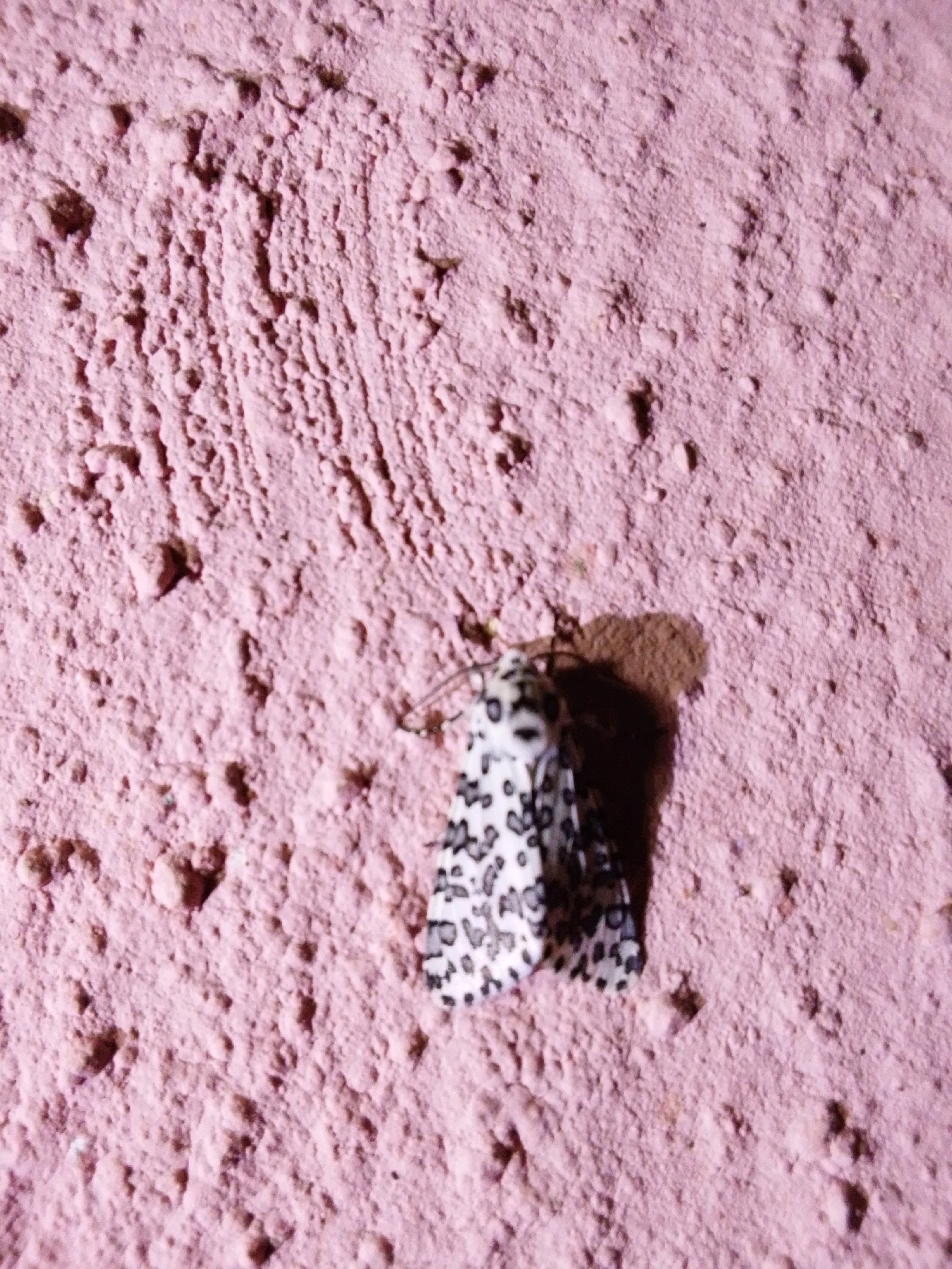 A moth with black and white spotted wings rests on a textured pink surface, casting a shadow. The surface appears to be a wall or ground with a rough, granular texture, possibly plaster or stucco. The lighting suggests it is daytime. The image does not contain any contextual information regarding its location in Serti, Nigeria.