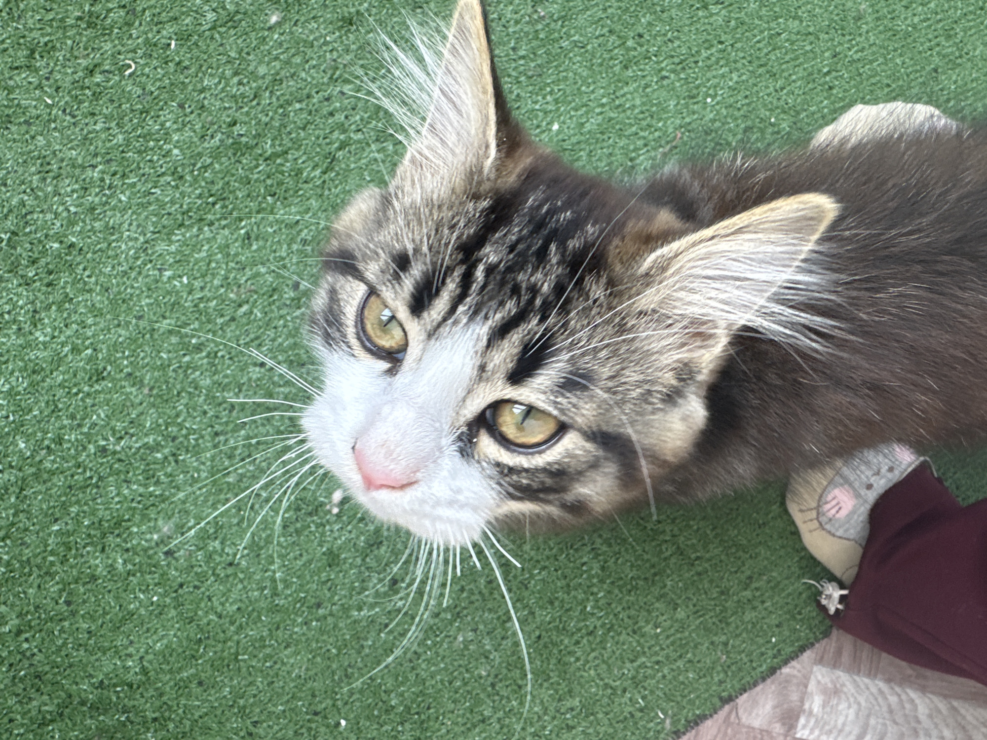 An overhead, close-up shot captures a tabby cat lying on artificial green turf. The cat's head is tilted back, looking upwards. Its eyes are wide and bright yellow-green, and its nose is a soft pink. Long white whiskers fan out from its muzzle. The cat's fur is a mix of brown, black, and white stripes. Part of the cat's body, including its paws and a portion of its hindquarters, is visible. To the left of the cat, a small, decorative gray and pink shoe with a drawing of a mouse's face is visible, resting on a piece of burgundy fabric. The background consists entirely of the artificial green turf, which appears to be somewhat worn. The scene is static, with no discernible action or interaction. The location is Kholmsk, Russia.