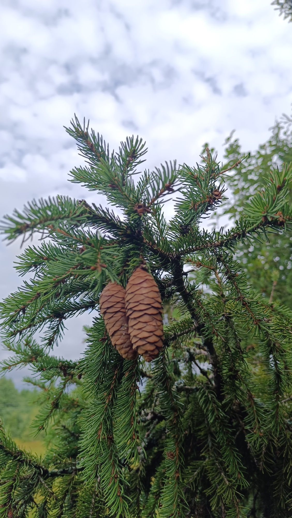 A close-up, vertical shot captures two brown pinecones hanging from a dense, green fir tree branch, set against a cloudy sky. The pinecones are centrally located and slightly to the left, with their scales clearly defined. The fir needles are sharp and abundant, forming a lush backdrop. The background shows further greenery and a hint of yellow foliage, suggesting an outdoor, natural setting possibly in the outskirts of Karsha, Russia, during a temperate season. There are no people or animals visible in the frame. The lighting appears overcast, creating a soft, diffused light.