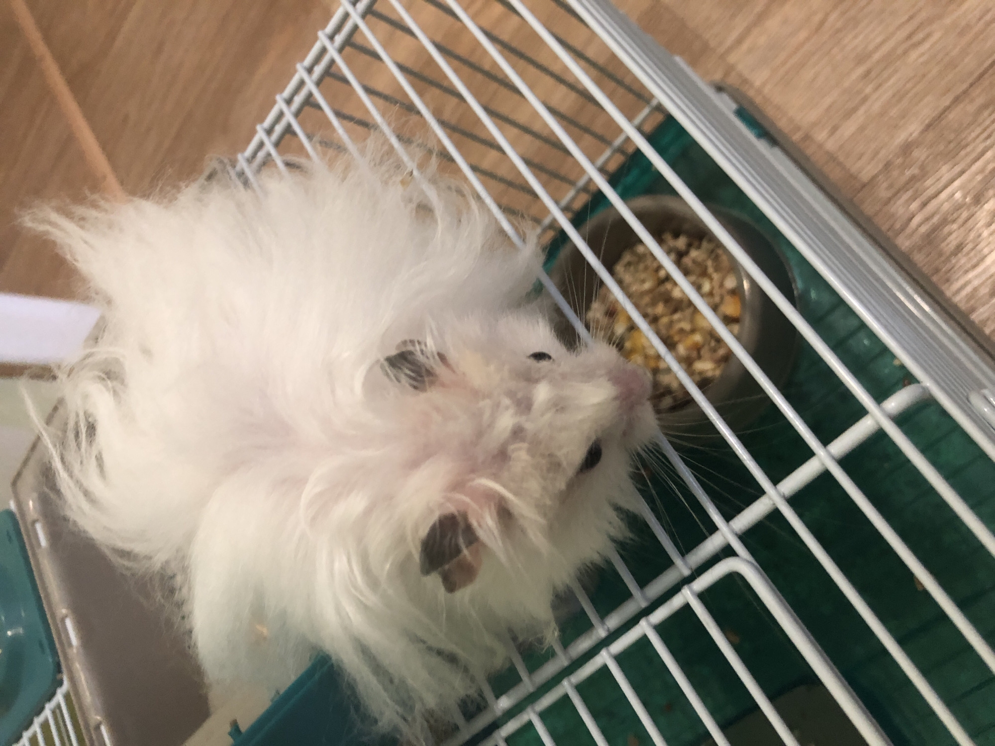 A fluffy white hamster with pink ears and dark patches above its eyes is sitting inside a white-barred cage. The hamster is looking down at a small metal bowl filled with food, which appears to be a mix of grains and seeds. The cage has a green plastic bottom and is situated on a wooden floor. A small teal plastic accessory is visible in the upper left corner of the cage. The lighting in the image suggests an indoor setting. There is no information to determine the location in the city of Solikamsk, Russia.