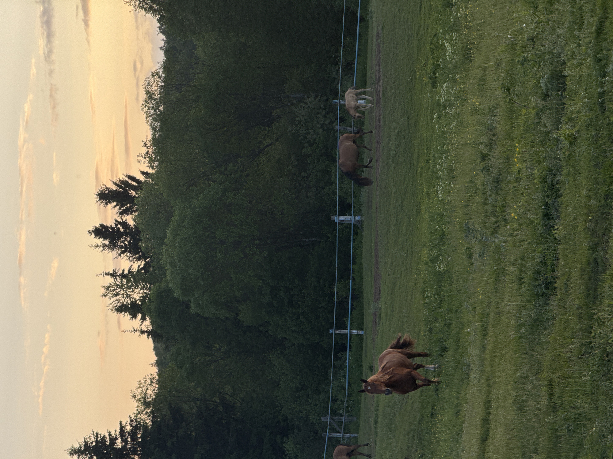 The image depicts a grassy field with several horses at dusk in Opary, Russia. A group of trees forms a dark line in the background, silhouetted against a pale orange and pink sky. A blue fence runs horizontally across the middle ground, delineating a pasture. In the foreground, a chestnut-colored horse is walking towards the camera, its mane and tail flowing. Further back, a darker horse grazes, and next to it stands a lighter-colored foal. The grass is tall and somewhat overgrown, with scattered wildflowers. The overall impression is one of a peaceful rural scene at the end of the day.