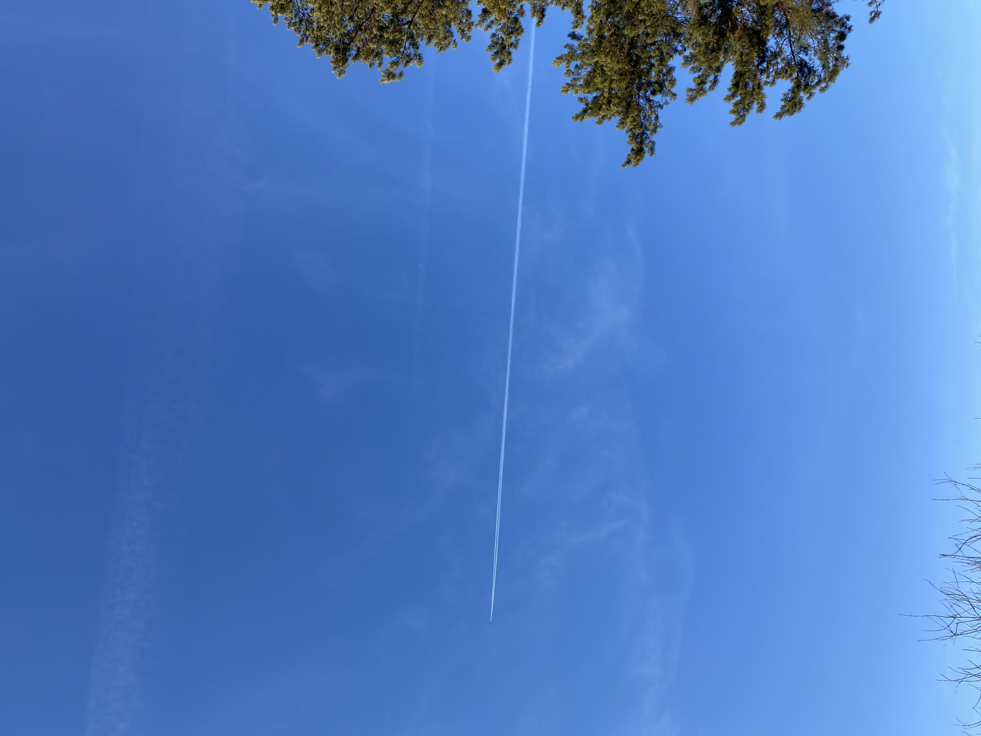A bright blue sky fills the frame, partially obscured by green tree branches at the top and bare branches at the bottom right. A single, long white contrail stretches almost vertically through the center of the image, appearing to originate from a small point near the bottom. This image was taken in the city of Chaikovsky, Russia.