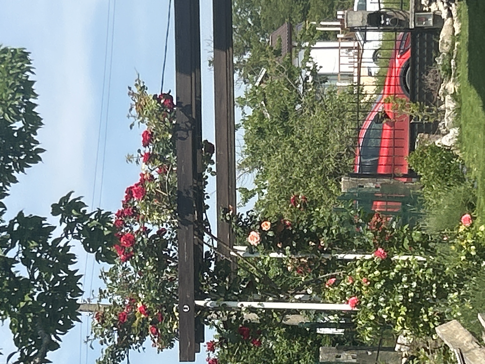 This image displays an outdoor scene, likely a garden or yard, in the city of Unknown, Unknown. The foreground features a dark brown wooden pergola or arbor, supported by white vertical posts. Extensive climbing rose bushes, bearing numerous red and some peach-colored blooms, are growing over and through the pergola structure. Dense green foliage and various plants are visible throughout the lower and mid-sections of the image, with a patch of green grass in the bottom right.
In the midground, a black metal fence or gate runs horizontally. Behind this fence, a red sport utility vehicle (SUV) or crossover is partially visible, oriented towards the left. An outdoor electrical unit or charging station is mounted on a post adjacent to the fence on the right. A partial wooden structure is present in the lower-left corner.
The background consists of additional trees and foliage, partially obscuring several buildings. One building has a dark, possibly tiled, roof and white walls, while another white structure with a balcony railing is also discernible. The sky above is clear and light blue, with visible thin utility lines and a utility pole on the left. The scene is brightly illuminated by natural sunlight, suggesting a clear day. No individuals or specific actions are depicted.