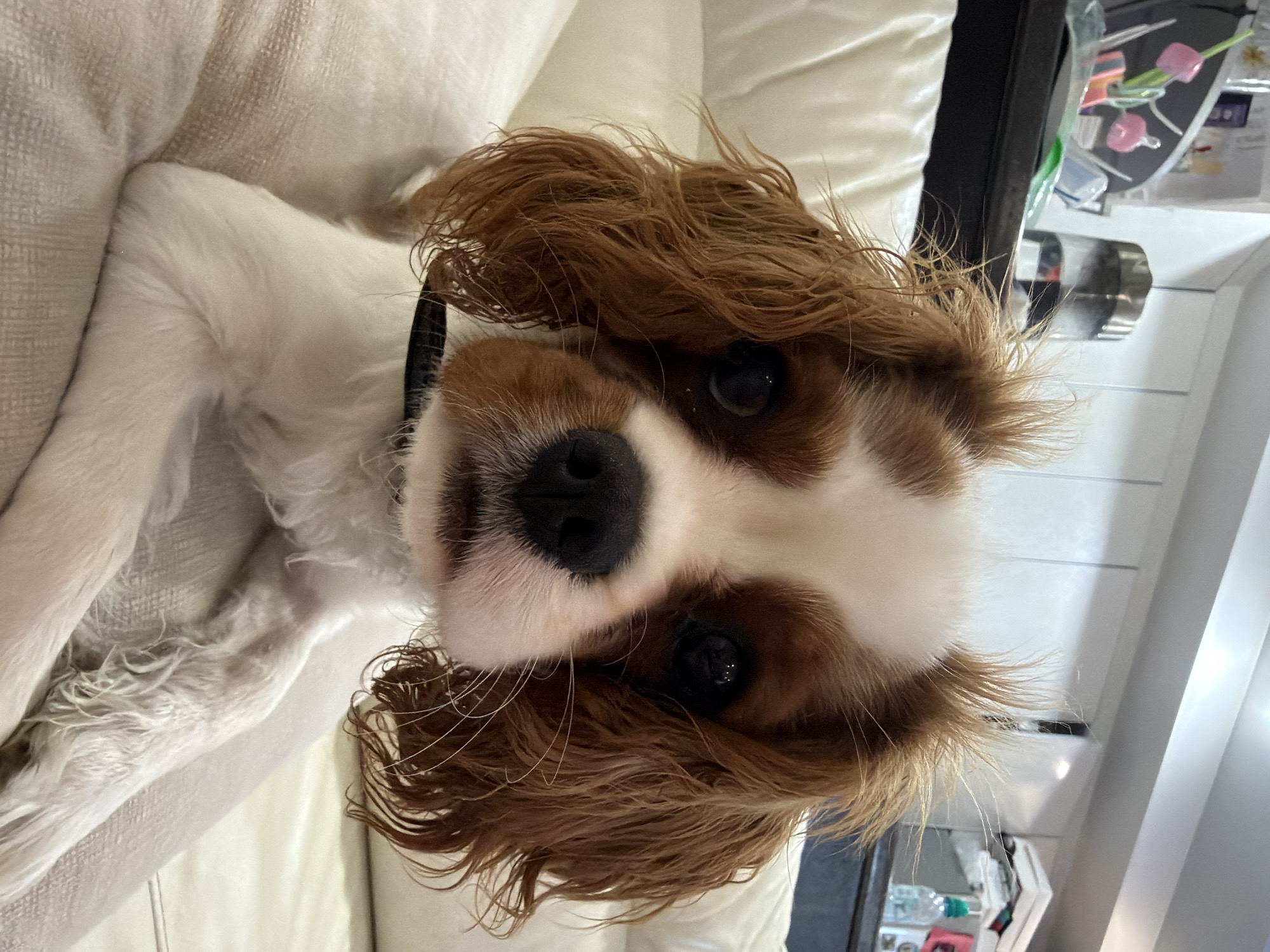 An up-close, head-on medium shot shows a King Charles Spaniel sitting on a light-colored couch. The dog has brown and white fur, with large, dark eyes and a black nose. Its ears are long and floppy, framing its face. The dog is wearing a black collar. In the background, out of focus, are some shelves with various items, including bottles and what appears to be a jar. The lighting is bright, suggesting it's daytime or well-lit indoors.