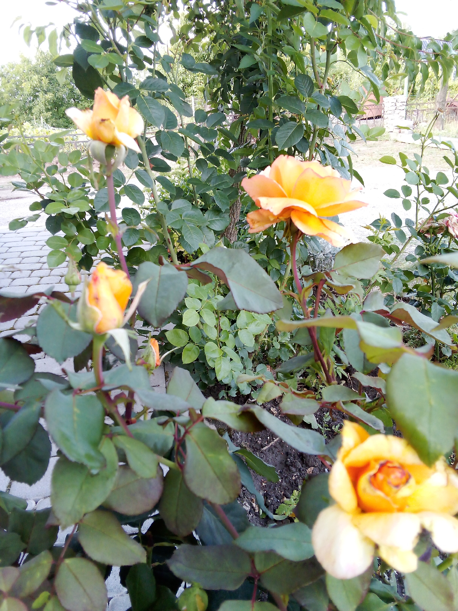 In the city of Chemerivtsi, Ukraine, a close-up, eye-level shot captures a rose bush with several yellow roses. The foreground is dominated by the lush green foliage and thorny stems of the rose bush. In the center, a vibrant yellow rose is in full bloom, its petals unfurling to reveal the darker center. To the left and slightly above, another yellow rose bud is visible, its pointed sepals enclosing the developing bloom. Further down and to the left, a third, smaller bud is also present. In the background, a paved walkway made of grey interlocking stones is partially visible. Behind the rose bush, a dense arrangement of green leaves and branches creates a natural backdrop, with hints of a fence and greenery suggesting a garden or yard setting. The lighting appears to be natural daylight, casting soft shadows.