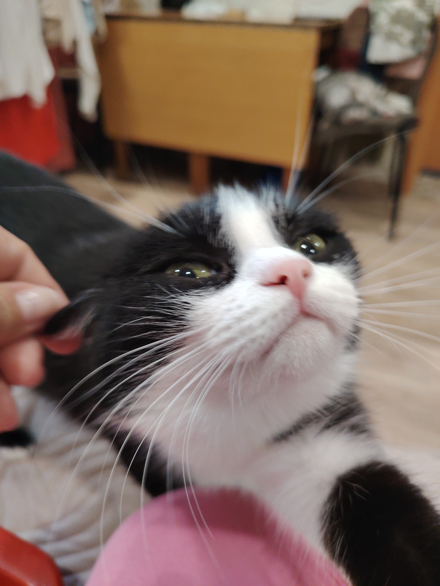 A close-up, slightly blurred, low-angle shot shows a black and white cat with green eyes. A hand is touching the cat's left ear. The cat has long white whiskers and a pink nose. The background includes a wooden cabinet and a chair with a patterned cushion.