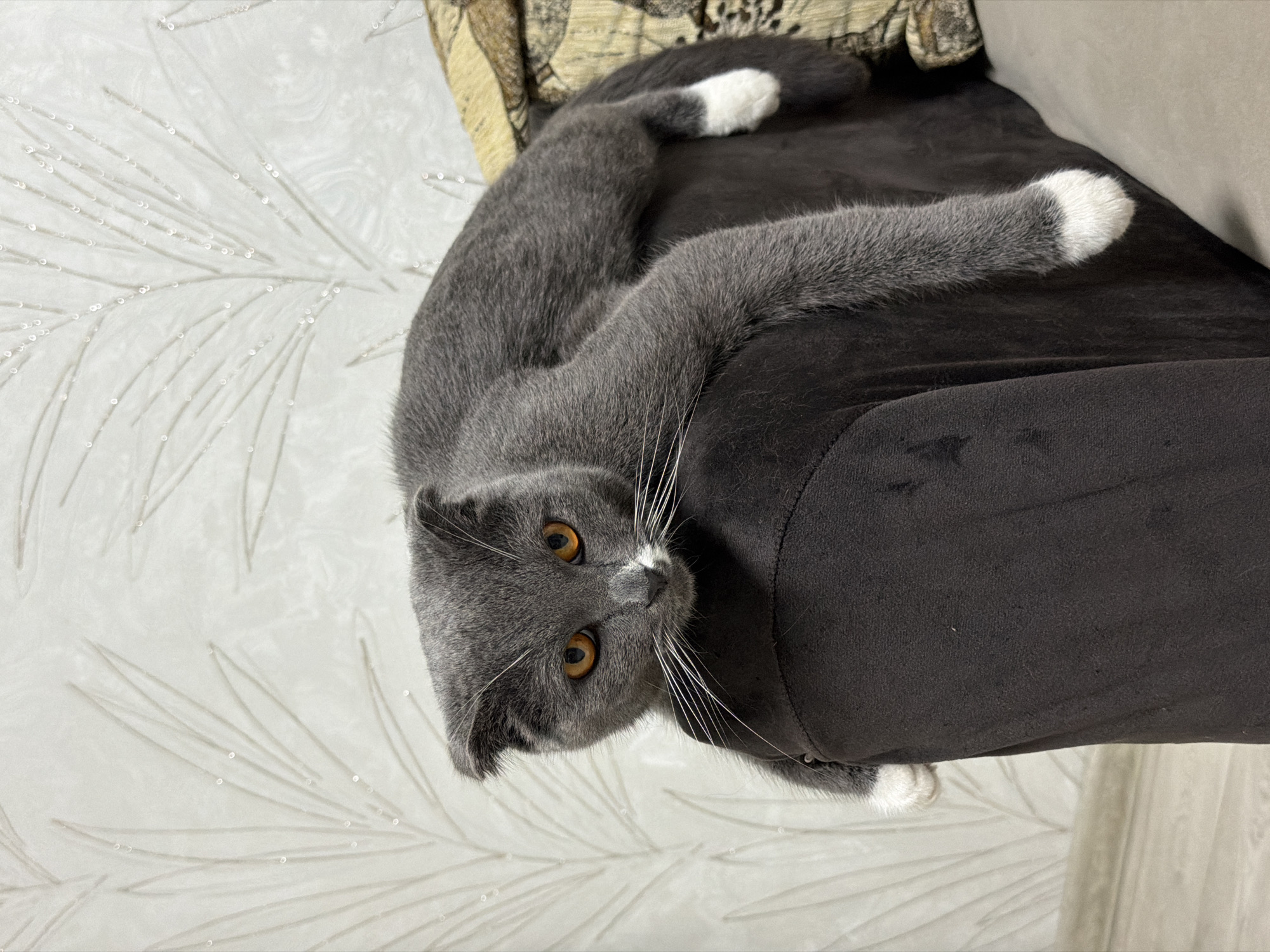 A gray Scottish Fold cat with amber eyes and white markings on its face and paws is lying on a dark brown suede couch. The cat's body is positioned diagonally across the top of the couch cushion, with its head hanging down towards a white surface with a leaf-like pattern. A patterned pillow rests behind the cat. The location is Chaikovsky, Russia.