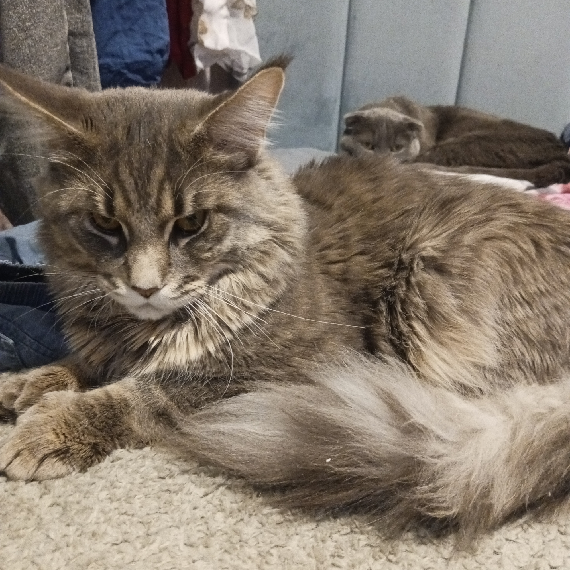 A gray Maine Coon cat with yellow eyes rests on a beige carpet. In the background, another gray cat is lying on a blue upholstered headboard. Items of clothing hang nearby, including a blue garment. The location is Chaikovsky, Russia.