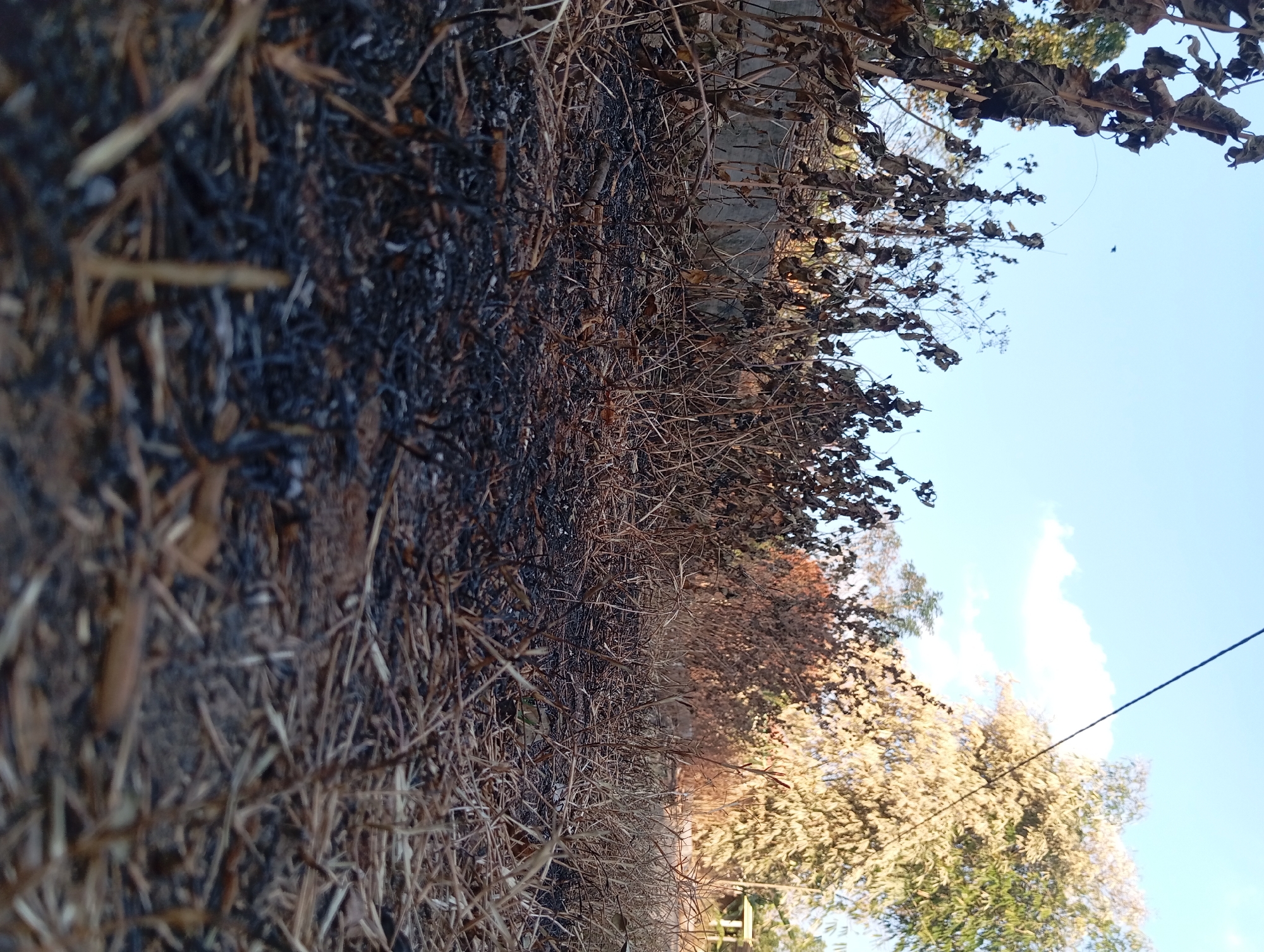 The image depicts a low-angle view of scorched earth and dried vegetation in Jogosari, Indonesia. The ground is covered in black ash and brittle brown stalks, indicating a recent fire. In the background, a concrete wall runs horizontally, partially obscured by more dry, dead plants. Beyond the wall, a few trees are visible, one appearing somewhat green while others are dry and brown. The sky above is a clear, light blue with a few wispy white clouds. A thin black wire stretches across the upper portion of the frame. The scene is desolate and appears to have been impacted by a fire.