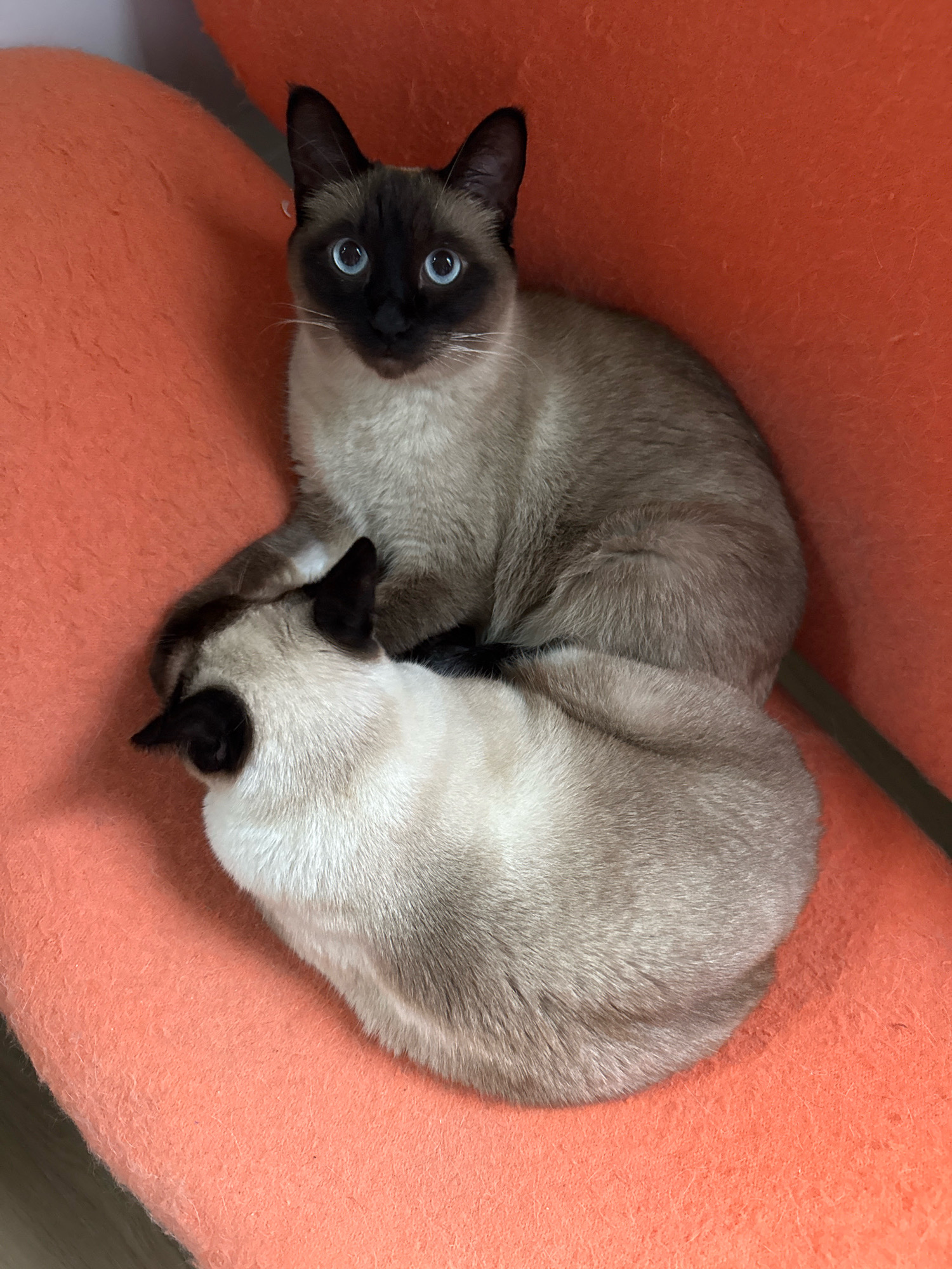 Two Siamese cats are resting on an orange textured surface. One cat is facing the camera with bright blue eyes and dark points on its face and ears. The second cat is nestled underneath the first, with its head facing away from the camera. The orange surface appears to be upholstery or fabric. The image is well-lit, and the cats are the primary focus. The scene is indoors. There is no information available that places this image in the city of Steklyannyi, Russia.