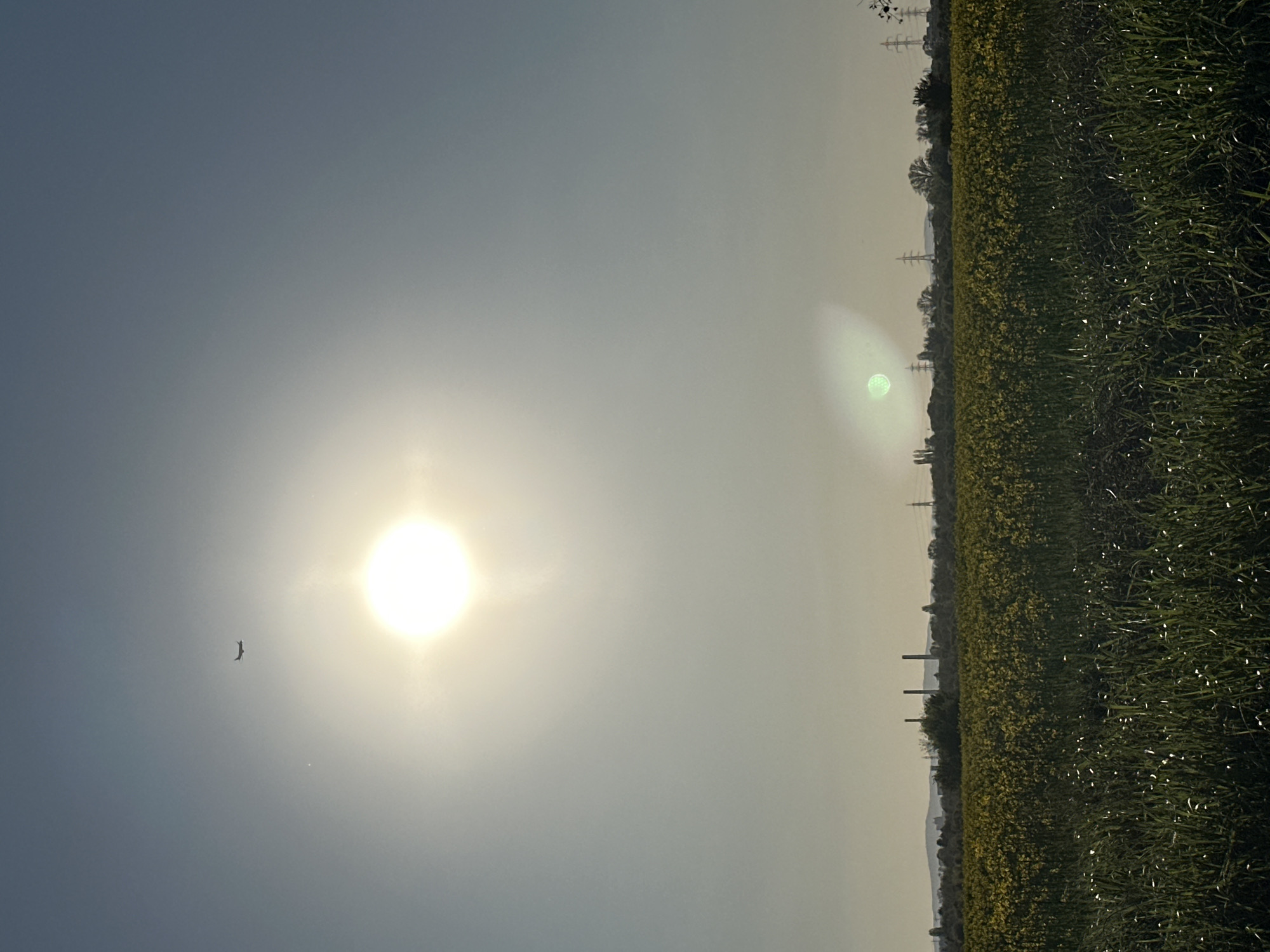 The image depicts a landscape under a bright, hazy sky dominated by the sun. A bird is visible in flight near the sun. To the right, a field of yellow flowers and green grass stretches out. Electrical pylons are visible in the distance. The exact location within Sofia, Bulgaria, cannot be determined with the given information.