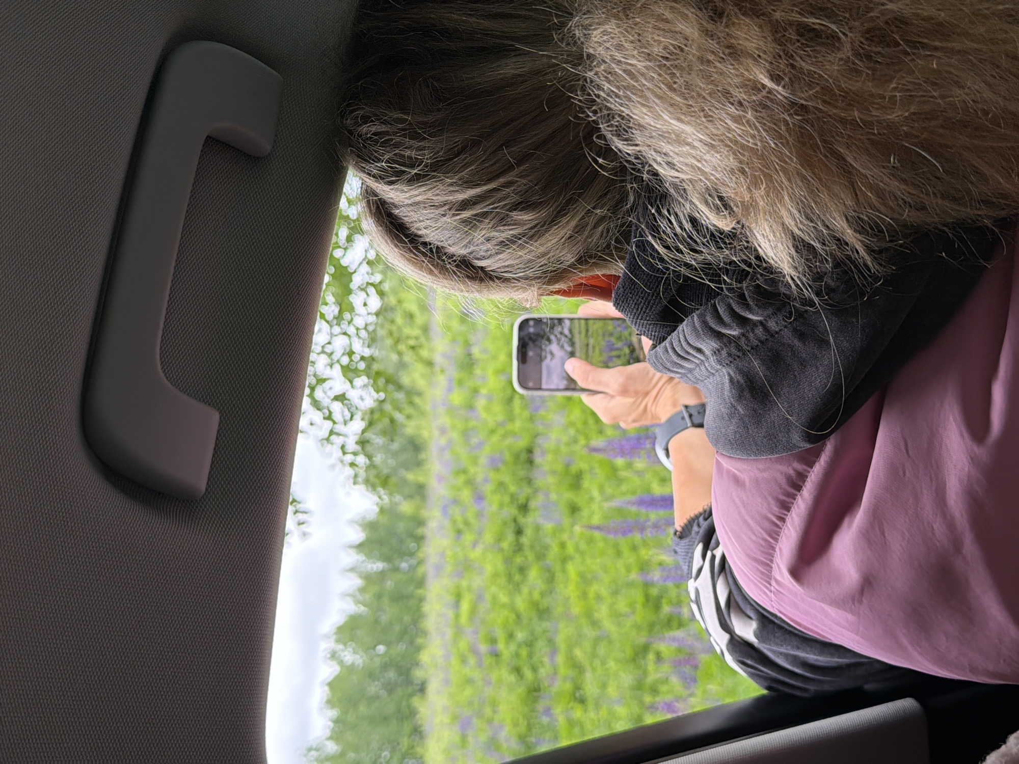The image, taken from within a car and rotated 90 degrees clockwise, captures a person leaning towards a window to photograph the outdoor scenery with a smartphone.
The main subject is a person, visible from the back of their head, right arm, and upper torso. They have shoulder-length, wavy, light brown or blonde hair with grey streaks. They are wearing a dark grey or black long-sleeved top, possibly a hoodie, with a lighter pink jacket or top over it. A dark-colored wristwatch is visible on their left wrist. Their hands are holding a light-colored smartphone, pointing it horizontally out the car window, indicating they are actively taking a photo or video of the landscape.
Inside the car, the textured grey fabric of the ceiling/headliner and a sturdy grey grab handle are prominent on the left side of the frame. The lower edge of the car window frame is also visible at the bottom of the image.
Outside the car window, a vibrant and expansive field dominates the view. It is covered in lush green foliage interspersed with numerous clusters of purple flowers, strongly resembling lupines, stretching into the distance. Beyond the field, a line of green trees forms the background. The sky appears bright but possibly overcast, suggesting a daytime scene. No strong shadows are present.
The activity taking place is a person capturing a scenic view from inside a moving or stopped vehicle. The presence of lupine fields is consistent with the provided location context of Vozhoiskii, Russia, where such flora can be found. There is no visible text in the image.