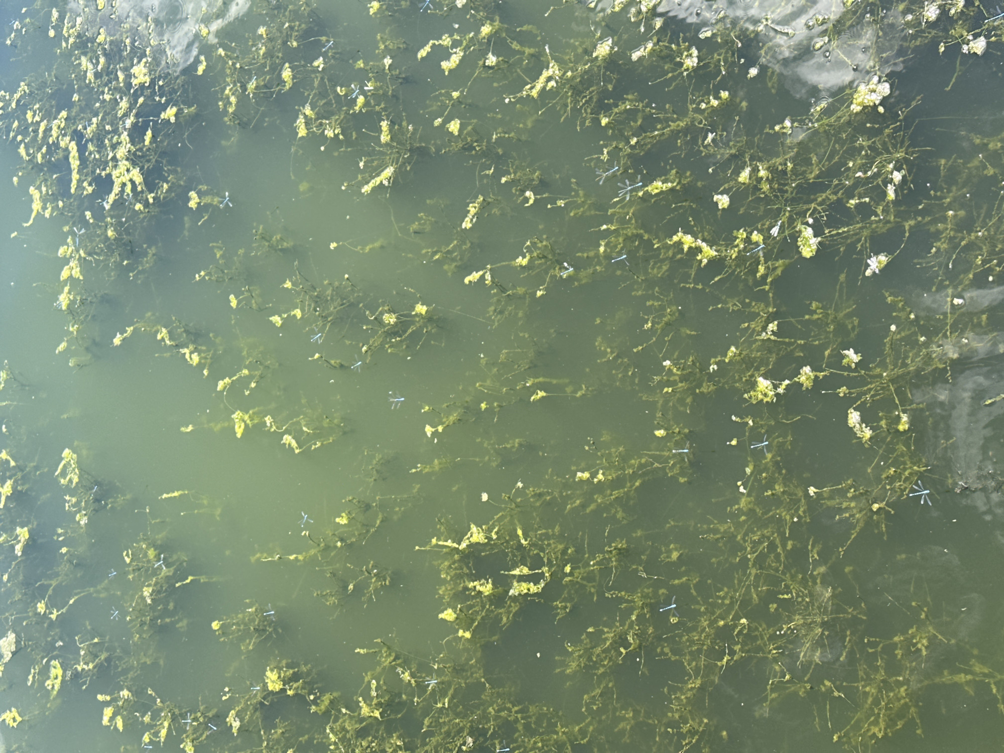 A vertical, high-angle shot captures a body of murky green water in Duvankul', Russia, teeming with aquatic vegetation and numerous small, blue damselflies. The water is populated by dense patches of submerged and floating plants, characterized by long, slender stems and clusters of yellow-green foliage. Many of these plants appear to be reaching the surface or are partially submerged. Dotted across the scene, perched on the vegetation and occasionally on the water's surface, are dozens of small, bright blue damselflies, easily identifiable by their slender bodies and iridescent wings. The surface of the water exhibits ripples and reflections, suggesting a slight breeze or disturbance. The overall impression is one of a vibrant, natural aquatic ecosystem.