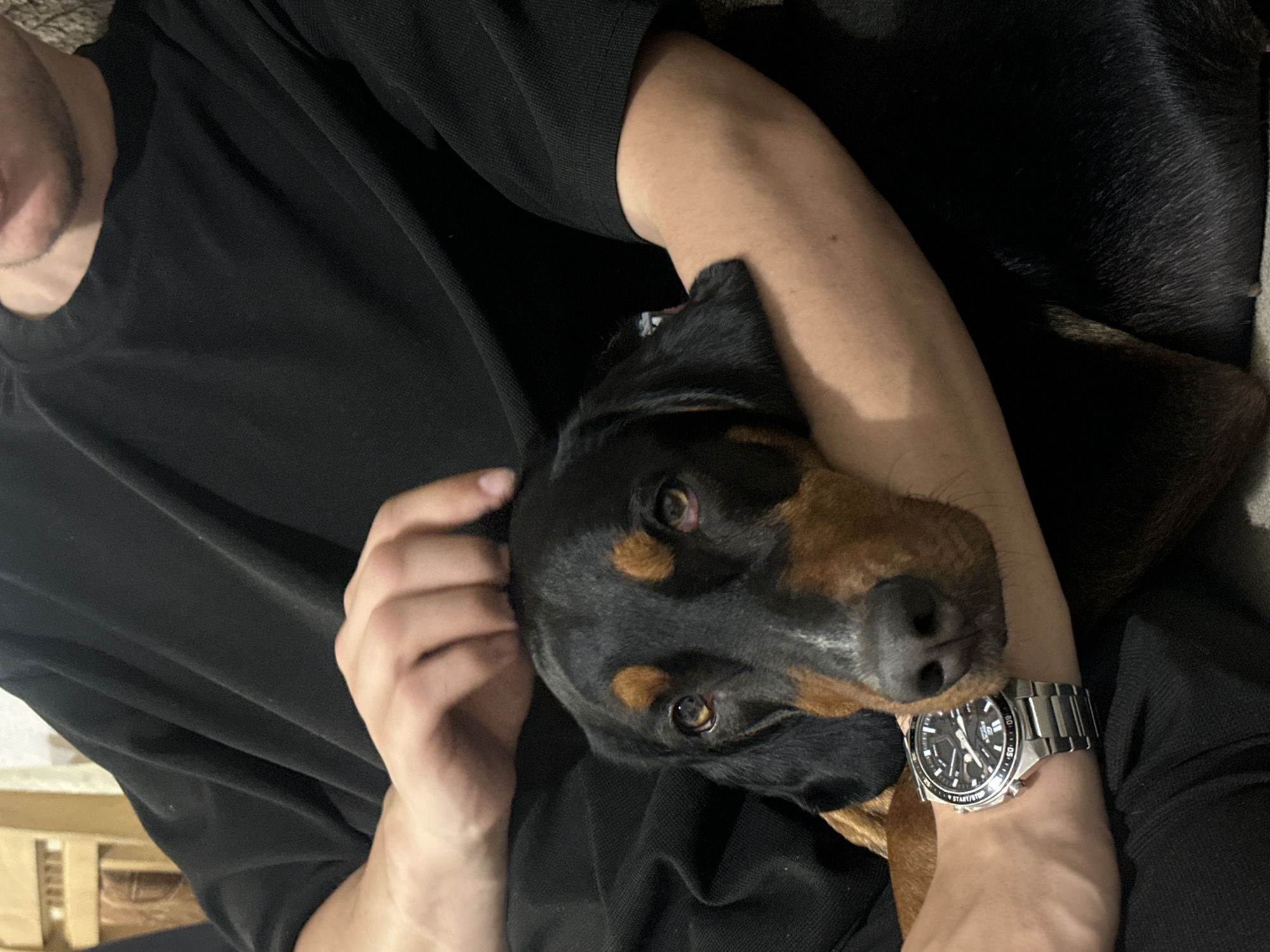 The image shows a close-up of a person holding a black and brown dog. The person is wearing a black t-shirt and has their arm around the dog. The dog's head is resting on the person's arm, and the person's hand is stroking the dog's head. A silver watch with a black face is visible on the person's wrist. The background is out of focus and appears to be an indoor setting, possibly a home environment in Detelina, Bulgaria. The overall scene suggests a moment of affection between a person and their pet.