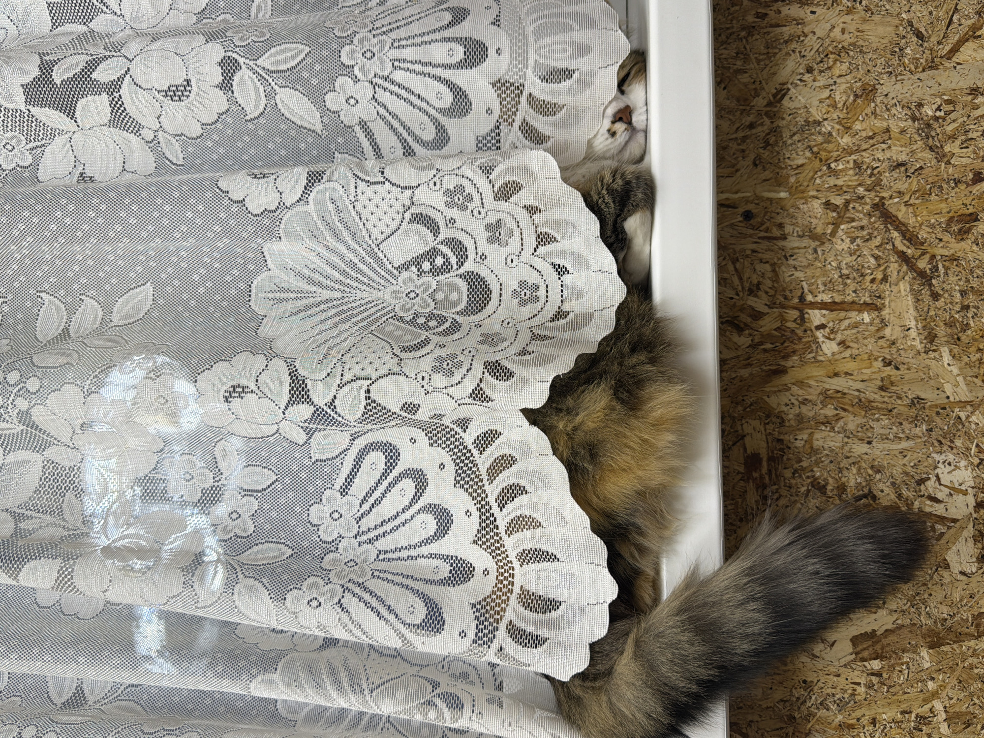 A medium shot captures a cat nestled within a white, framed space, partially obscured by layers of white lace curtains. The cat, displaying brown, white, and black fur, has its face peeking from behind the curtain, with its tail prominently visible extending towards a wall panelled with a textured, wood-chip material. The location is Chaikovsky, Russia.