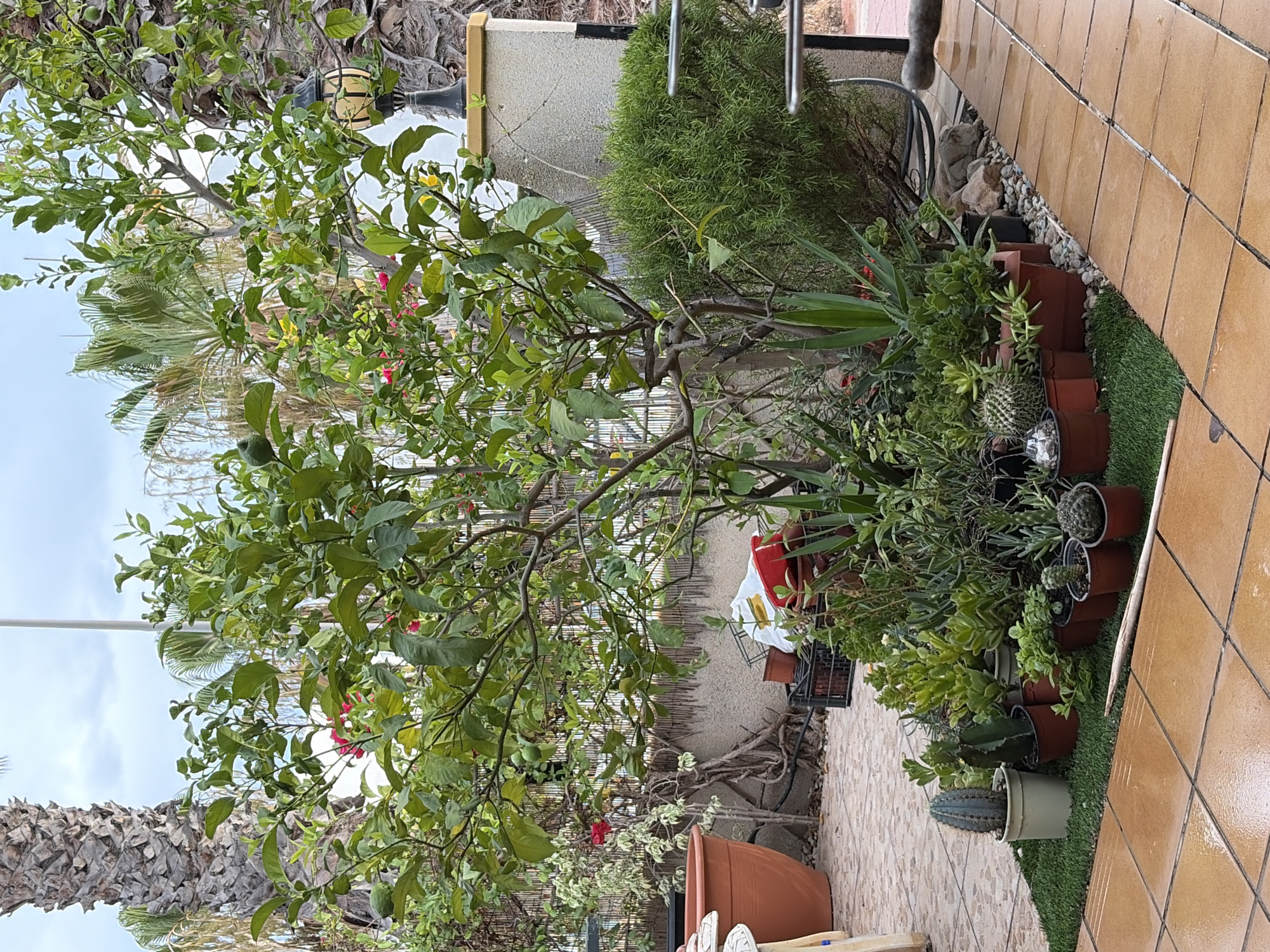The image depicts an outdoor patio area with various potted plants and a large tree. The patio is paved with terracotta tiles that appear wet, suggesting recent rain or watering. In the foreground, a variety of succulents and cacti are arranged on a patch of artificial turf. A large, leafy tree, possibly a lemon tree given the presence of green fruit, dominates the center of the image. Behind the tree, a textured wall is visible, partially covered by a bamboo-like screen. To the right, a bush and a decorative lamp post stand near a building structure. In the background, palm trees are visible, indicating a warm climate. The overall scene is one of a well-maintained outdoor living space.