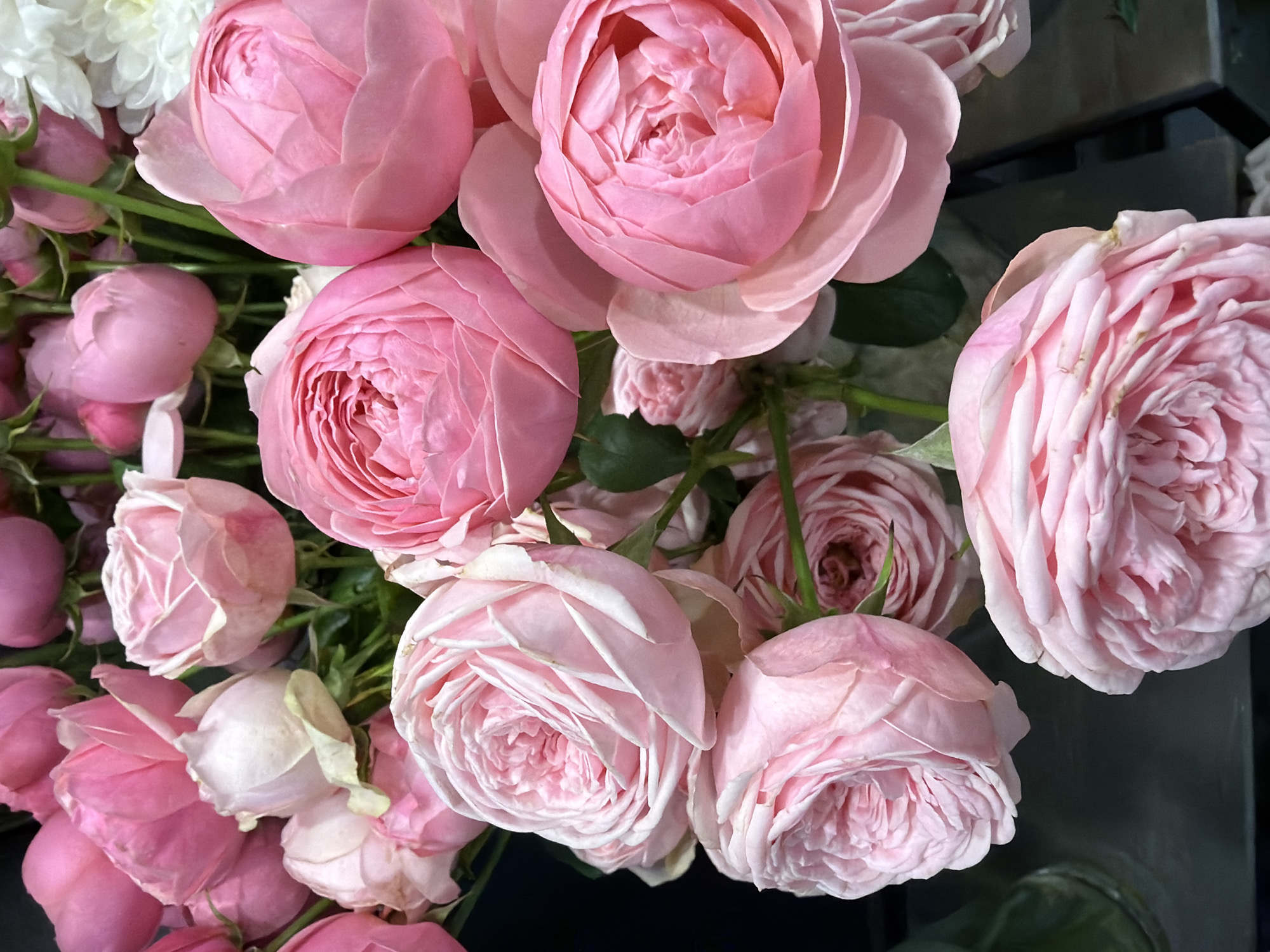 A close-up, high-angle shot captures a lush bouquet of pale pink roses. The blooms are densely packed, with many layers of soft, ruffled petals. Some roses are fully open, revealing intricate whorls of pink, while others are still in bud, their petals tightly furled. The lighting is soft and diffused, highlighting the delicate textures and subtle color variations of the flowers. Green stems and leaves are visible throughout the arrangement, adding depth and contrast. The background is dark and out of focus, making the roses the undisputed focal point of the image. The image appears to be taken indoors, given the absence of natural outdoor elements.