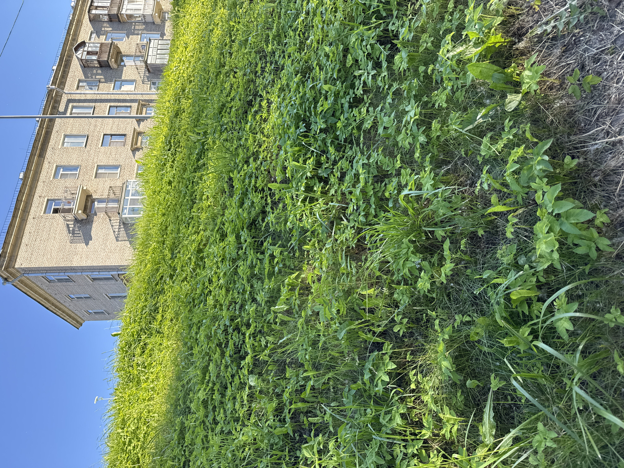 The image depicts a verdant grassy slope in front of a multi-story brick building under a clear blue sky. The building appears to be a typical Soviet-era apartment block, with balconies and uniformly spaced windows. The slope is densely covered with various types of greenery, including grass and what appear to be young plants or weeds. The sunlight casts shadows across the slope, highlighting the texture of the vegetation and the building's facade. The scene suggests an urban environment, possibly a residential area in Saint Petersburg, Russia, characterized by functional architecture and natural elements. There are no people visible in the image.
