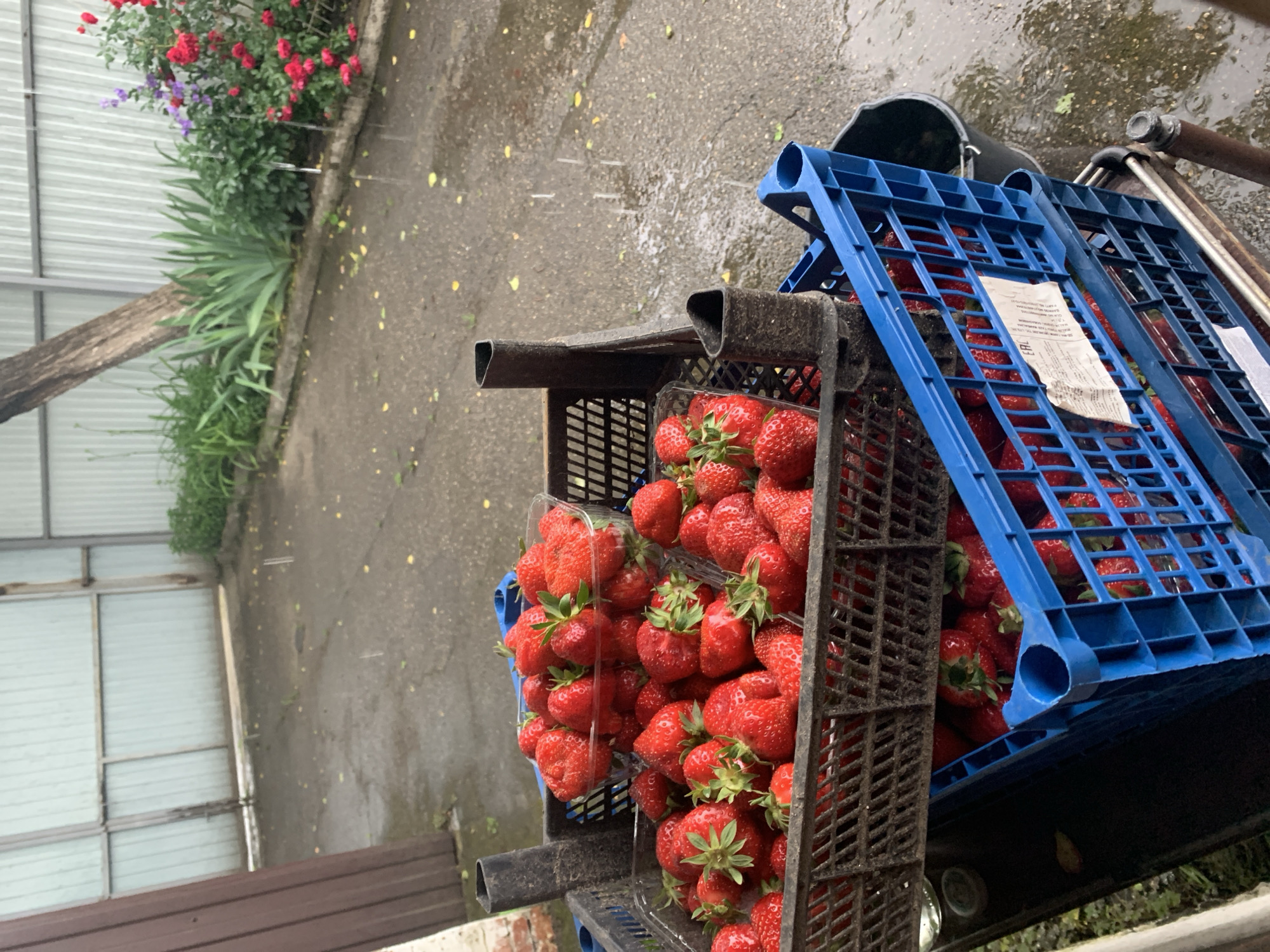 The image captures a scene in what appears to be a rainy outdoor setting. In the foreground, two stacked crates of strawberries dominate the view. The lower crate is a dark color, and the upper one is blue. The strawberries are ripe and red, with some packaged in clear plastic containers. The crates are on a metal cart. In the background, a wet pavement and a partially visible metal fence border a garden with blooming red roses and other greenery. Rain is falling throughout the scene.