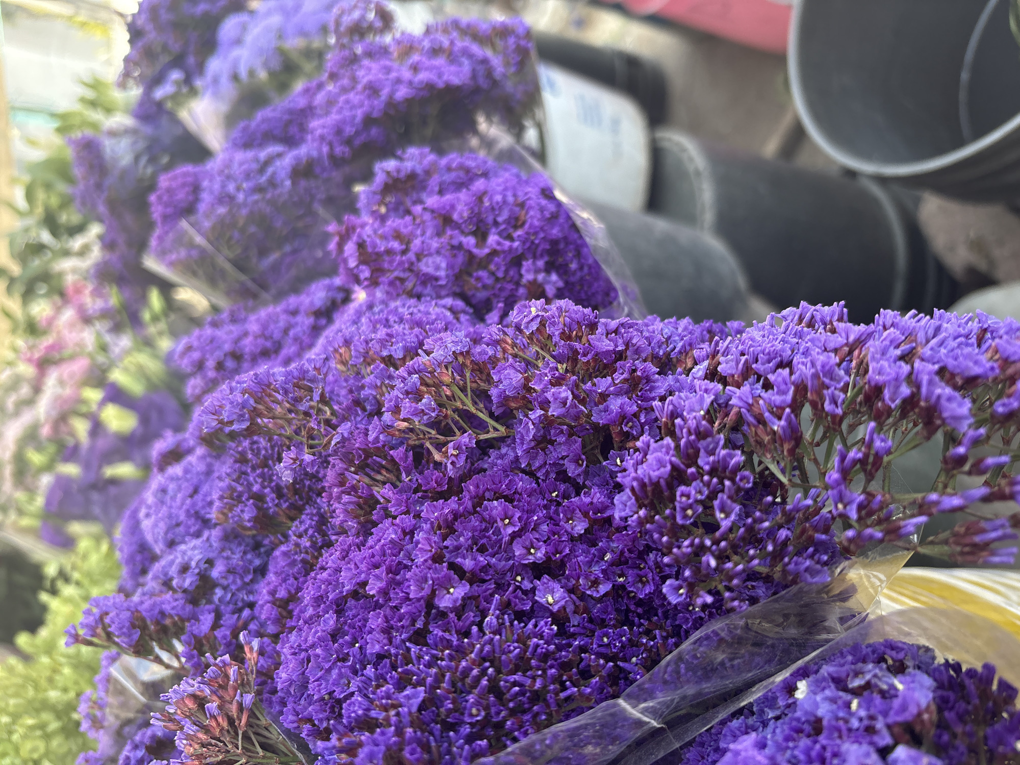 A close-up shot reveals several bunches of purple statice flowers wrapped in clear plastic. The flowers dominate the foreground, their small blooms densely packed together. Behind the flowers, out-of-focus black plastic pots are visible. The location is Mexico City, Mexico.