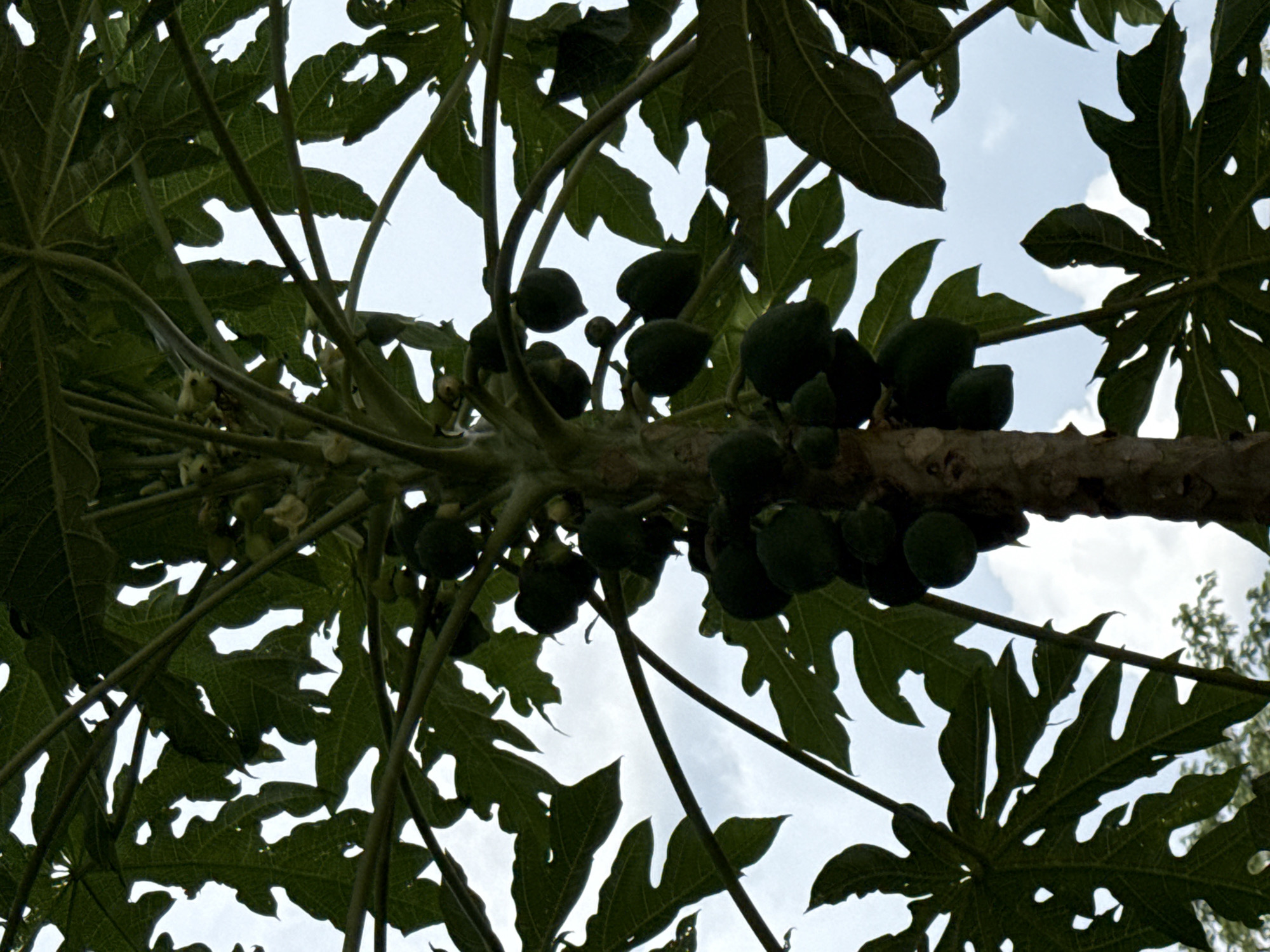 A close-up, low-angle shot captures a papaya tree trunk and its branches against a cloudy sky. The trunk is rough and brown, with some lighter patches. Branches extend outwards, supporting large, dark green, palmate leaves with serrated edges. The leaves are partially obscuring the sky, which is a pale blue with scattered white clouds. Several small, green papayas are visible clustered along the branches, some appearing as small, round fruits, while others are more elongated. The image appears to be taken in an outdoor environment, likely in a rural or tropical setting.