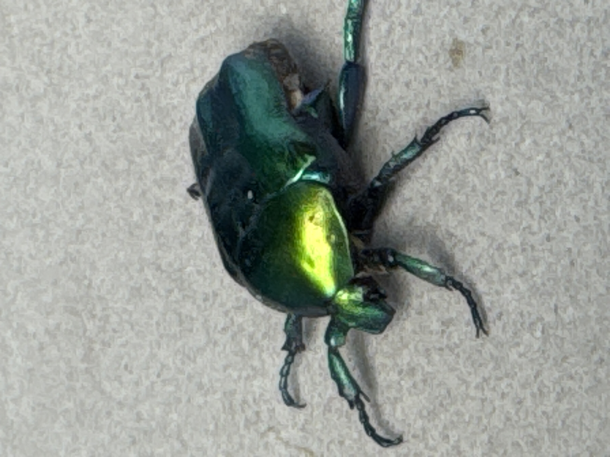 A metallic green beetle is shown in a close-up, full-body shot on a textured, light-colored surface. The beetle is positioned on its underside, with its legs splayed out. The surface appears to be concrete or a similar material, common in urban environments. The lighting highlights the iridescent sheen of the beetle's exoskeleton, particularly on its head and thorax, which exhibit bright yellow and green tones. The beetle's antennae and legs are dark and segmented. The image does not contain any identifiable landmarks, people, or contextual clues that would allow for the determination of its location within the city of Dnipro, Ukraine.