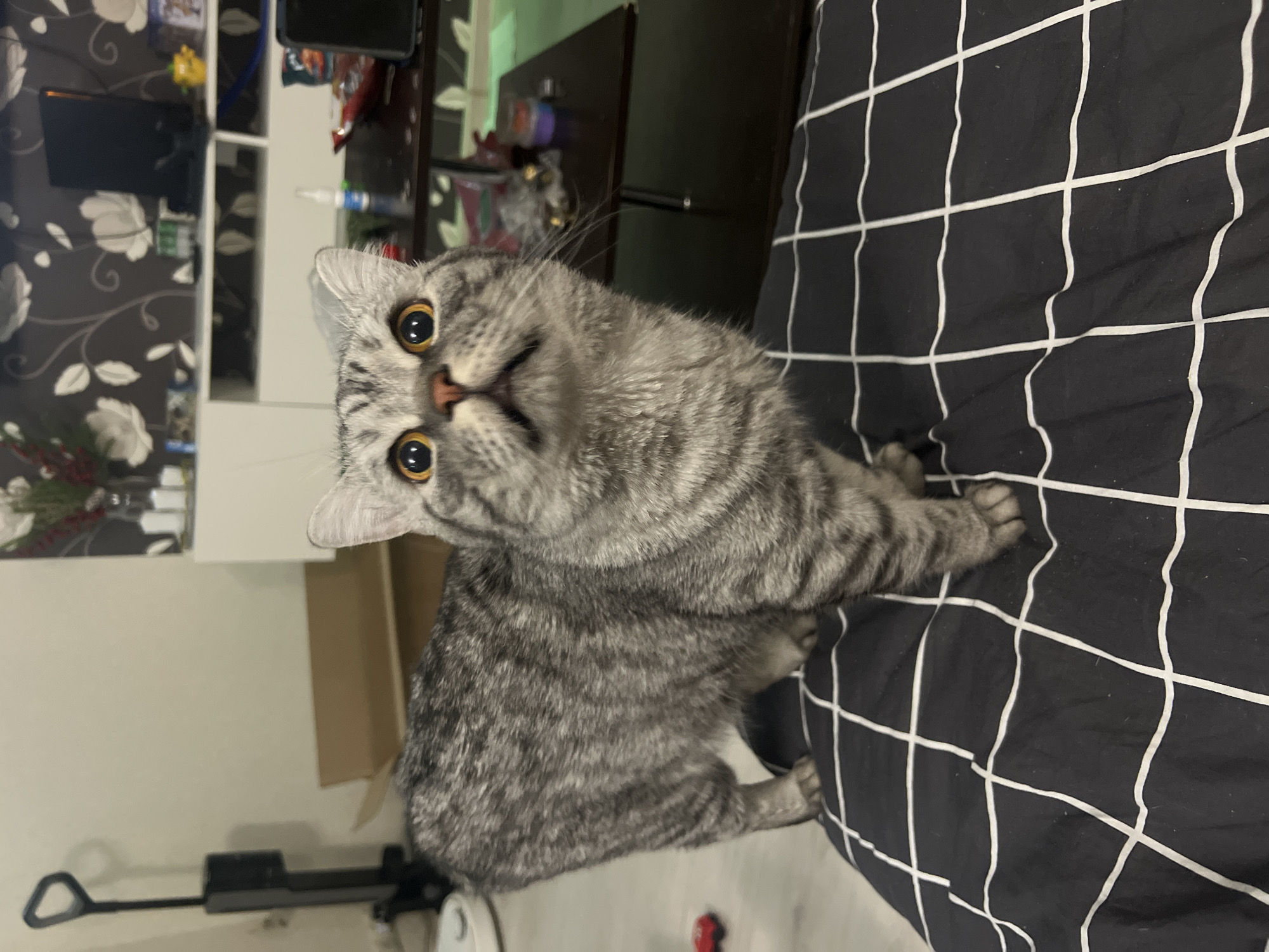 A gray tabby cat with yellow eyes is lying on a black and white checkered bedspread. The cat is looking upwards at the camera with a curious expression. In the background, there is a white cabinet with items on it, and a dark-colored table. The location is unknown and there is no basis in the image to determine it is in the city of Chaikovsky, Russia.