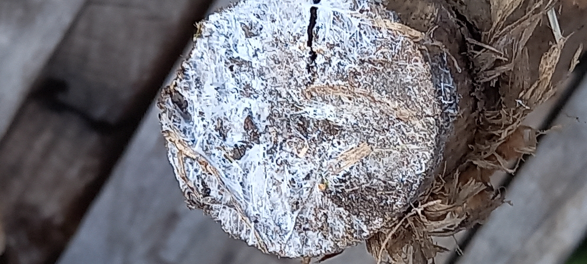 The image displays a close-up, high-angle view of the cross-section of a dry, fibrous organic material, likely a cut tree branch or thick plant stem. The circular cut surface is prominently covered by a dense, white, filamentous growth, consistent with fungal mycelium or mold. This white growth appears unevenly distributed, with some areas showing a thinner, web-like texture and others exhibiting a thicker, matted appearance. The underlying material is visible in parts, revealing a light brown, woody texture with visible grain and minor cracks. Below the main cross-section, additional dry, shredded fibrous material extends downward, consistent with bark remnants or dried outer layers. The background is out-of-focus, showing blurred parallel lines and muted gray-brown tones, suggesting a wooden surface such as planks. No people, animals, or specific objects beyond the organic material are present. The lighting is natural and diffuse. The specific location within the city of Kryvyi Rih, Ukraine, cannot be determined from the visual information provided in the image.
