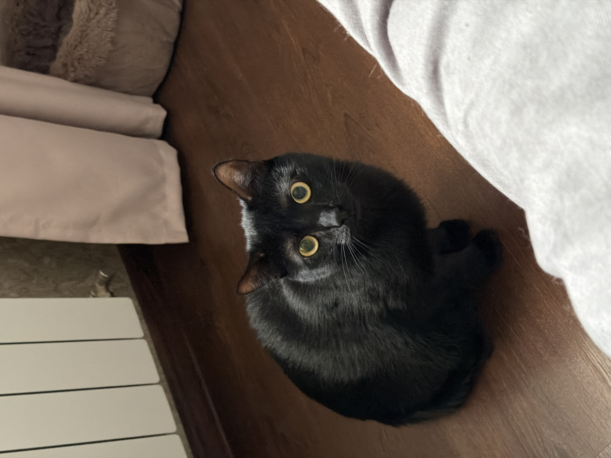 An overhead shot captures a black cat with striking yellow eyes looking upwards and to its left. The cat's body is curled, and its head is tilted, giving it a curious and engaged expression. Its pupils are dilated, suggesting focus on something above it, likely the person taking the photo. The cat's fur is predominantly black, with some lighter, almost smoky grey fur visible around its muzzle and chin.
The setting appears to be indoors, likely a bedroom or living area. The cat rests on a light brown wooden floor with visible grain. To the left of the cat, there is a neatly made bed or sofa with light greyish-beige pillows and folded bedding, one of which has a fluffy texture. To the right, a large section of light-colored fabric, possibly a duvet or blanket, is visible, creating a soft contrast with the dark floor and cat. In the bottom left corner, part of a white radiator or heating unit can be seen. The lighting is soft and even, typical of indoor artificial light or diffuse natural light. No text is visible in the image.