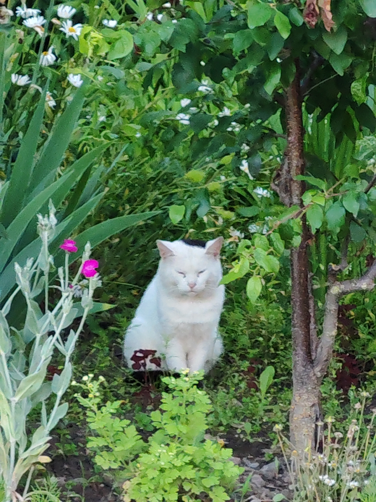 In an outdoor setting with dense green foliage and small white flowers, a white cat with dark markings on its head and hindquarters sits in the center of the frame. The cat's eyes are closed, and it appears to be resting. To the left of the cat, there are tall green plants and two bright pink flowers. To the right, a slender tree trunk with rough bark is visible, surrounded by more greenery and small white flowers at its base. The ground is covered in dirt and patches of green vegetation.