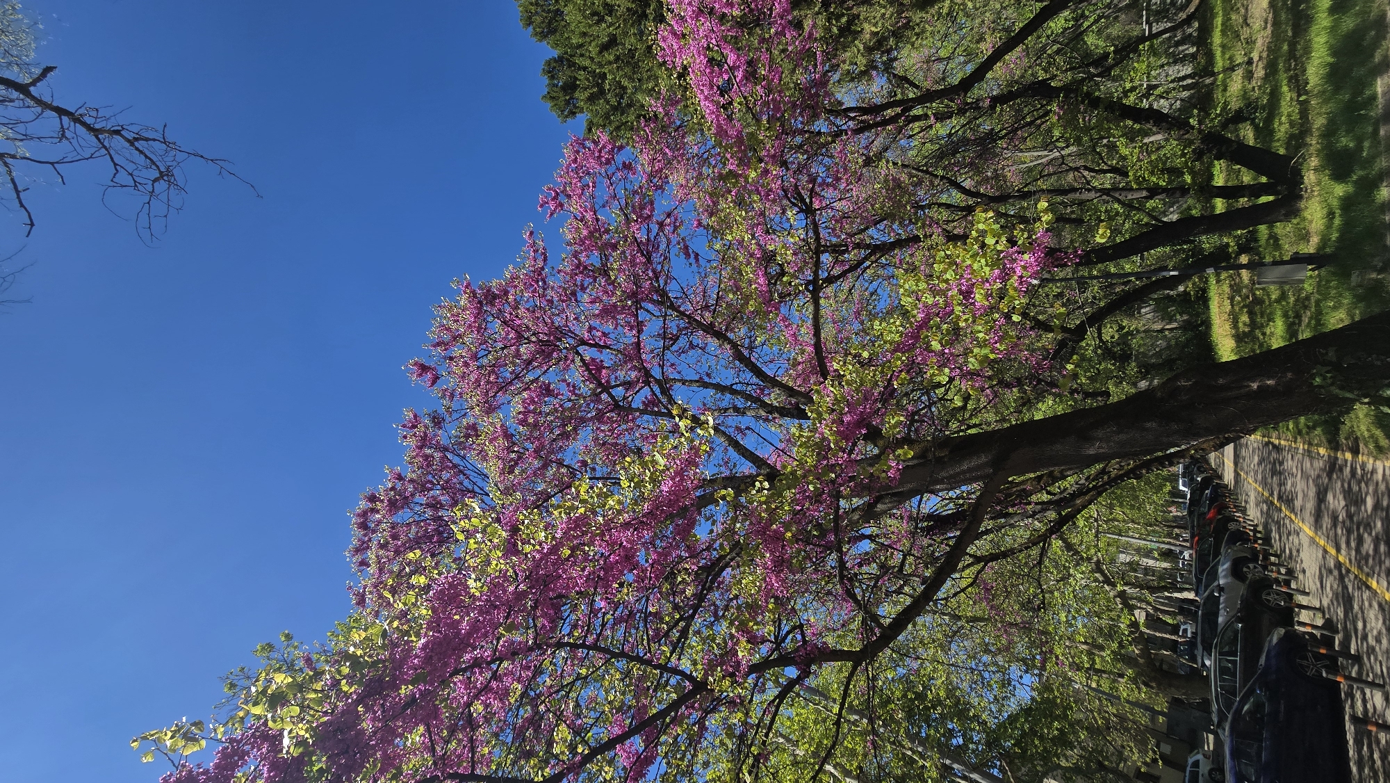 The image captures a scene in Stara Zagora, Bulgaria, featuring a row of trees in full bloom with vibrant pink flowers and budding green leaves. The trees line a paved path or road with yellow painted lines. Cars are parked along the roadside, mostly gray or dark colored. The sky is a clear, bright blue. The scene suggests a park area or tree-lined street.