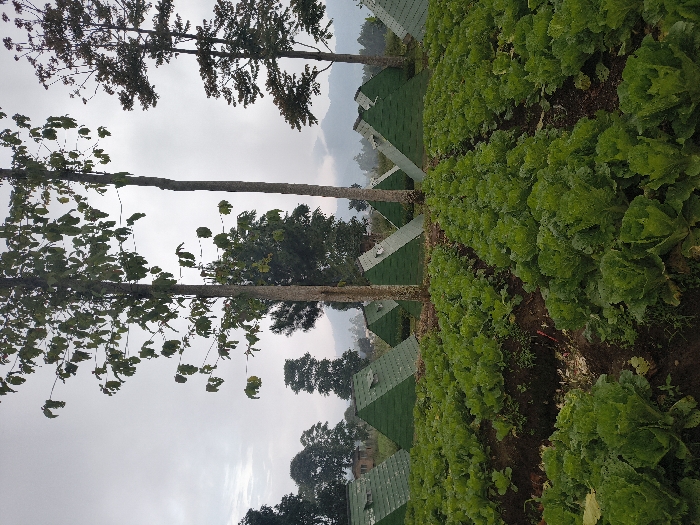 The scene depicts an agricultural field located in An Khe Ward, Vietnam, under an overcast sky. The foreground is composed of multiple parallel rows of vibrant green, leafy brassica crops, consistent with cabbage or lettuce, cultivated in dark, tilled soil. In the midground, approximately a dozen dark green, pyramid-shaped structures are visible, each featuring a small square opening on one sloped face near its apex. These structures are interspersed with several tall, slender-trunked deciduous trees exhibiting sparse green foliage. A dense treeline and distant mountains, partially obscured by atmospheric haze, define the background. No individuals, animals, or overt human activity are present in the frame.