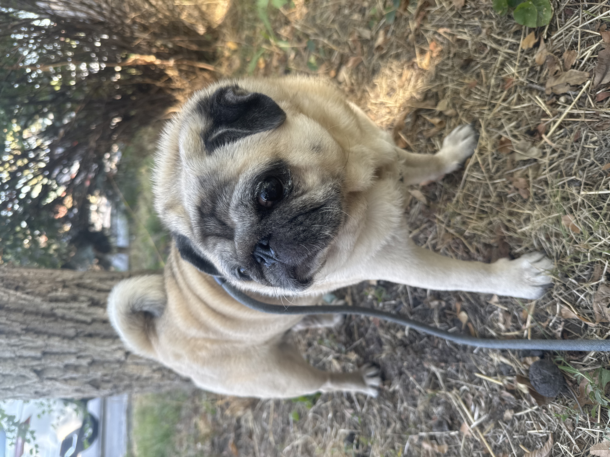 In Bishkek City, Kyrgyzstan, a fawn-colored pug with black markings on its face, ears, and tail stands on a grassy, dry ground with scattered leaves near a tree trunk. The dog is wearing a gray leash, which extends out of frame to the lower left. The background shows blurred greenery and foliage. The lighting suggests it is daytime, possibly late afternoon, with sunlight filtering through the trees.