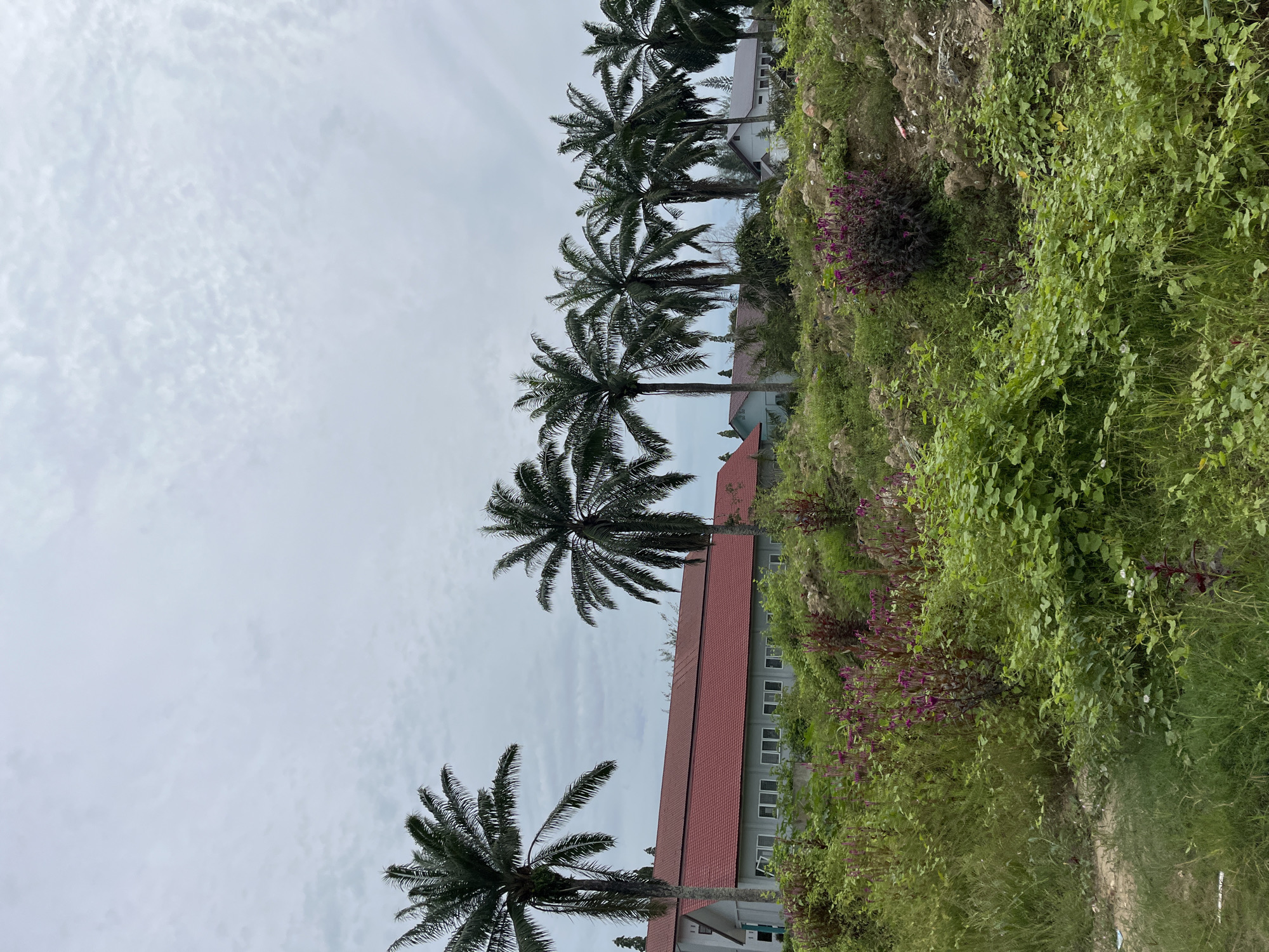 This is a vertical, medium-shot photograph taken outdoors in Bundar, Indonesia. The scene depicts a slightly overcast day, with a sky filled with soft, diffused clouds.
In the foreground and mid-ground, several tall palm trees with feathery fronds stand prominently, their silhouettes stark against the pale sky. Behind the palm trees, a long, low-rise building with a reddish-brown tiled roof is visible. The building has a light-colored facade and numerous rectangular windows with white frames. A portion of a rocky, vegetated hillside covered in lush green foliage rises to the right of the building and palm trees. The hillside is interspersed with patches of purple flowers and other dense greenery. The overall impression is one of a tropical or subtropical environment. There is no visible text in the image. The activity appears to be a static scene, with no people or discernible actions taking place. The lighting suggests it is daytime, likely morning or afternoon, given the overcast conditions.