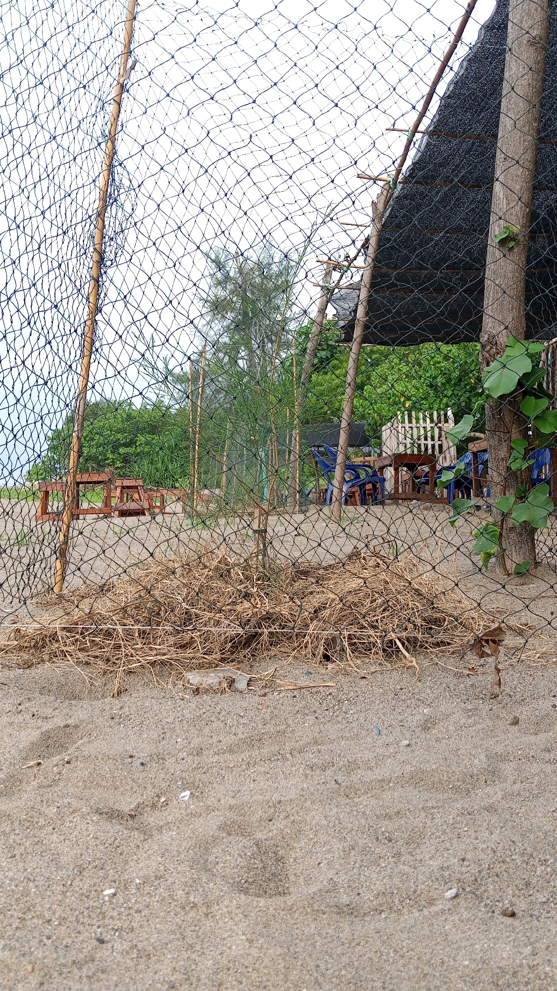 The image depicts a beach area in Kruengjuli Timu, Indonesia, viewed through a black mesh fence. The foreground consists of sand with scattered dried plant matter and a few small shells. Behind the fence, a collection of dried reeds and twigs lies on the sand. Further back, a thin, green sapling is visible. Beyond that, there are several wooden picnic tables and blue plastic chairs arranged around a wooden table in what appears to be a shaded outdoor seating area. A large black fabric shade structure is supported by wooden poles. Trees and foliage are visible in the background, with a hint of the ocean or sky peeking through. A thick wooden pole, possibly a fence post or part of the structure, is positioned on the right side of the image, with a green vine growing on it. The overall scene suggests a rustic beachfront establishment.