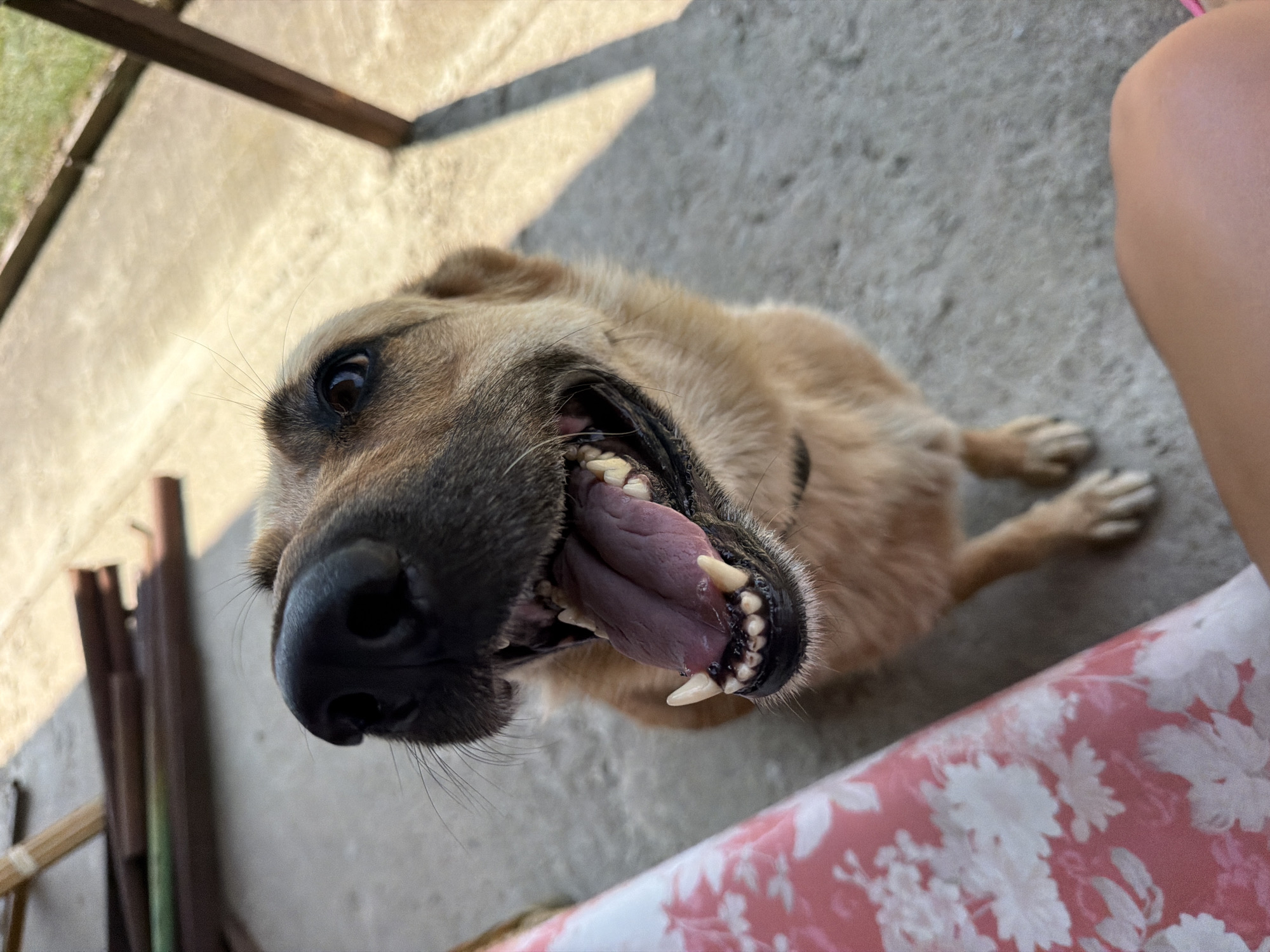 An eye-level, close-up shot captures a light brown dog with its mouth open and tongue out, panting. The dog is in an outdoor setting, with concrete flooring and a table covered in a pink and white floral tablecloth to its left. In the background, there are wooden posts and what appear to be long, thin objects, possibly firewood. The lighting suggests it is daytime, with shadows cast on the ground. The image is focused on the dog's face and upper body, with a person's leg visible in the bottom right corner. The scene appears to be in Fontanka, Ukraine.
