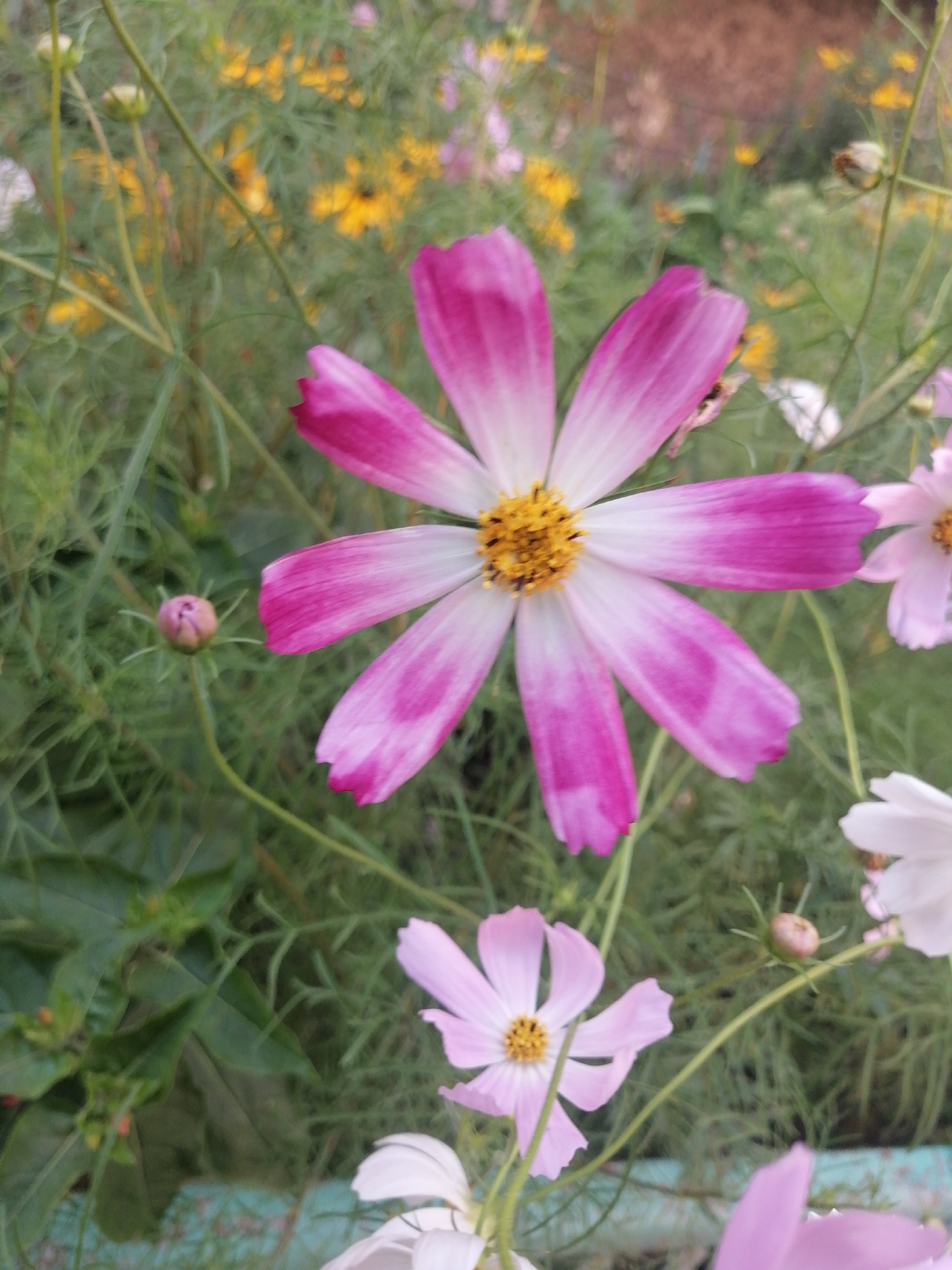 A close-up, vertical, eye-level shot displays a cluster of pink and white cosmos flowers in bloom amidst greenery. The dominant flower in the foreground features delicate, elongated petals that transition from white at the center to a vibrant pink at the tips. The center of this flower is a bright yellow and textured. To the left, a small, pink bud with pointed sepals is visible, not yet open. Below and to the right, another cosmos flower with pale pink petals and a yellow center is partially in view. In the background, numerous blurred yellow and pink flowers and green foliage create a soft, bokeh effect. The scene appears to be an outdoor garden, possibly in the city of Kremenchuk, Ukraine, given the general flora and common garden settings in the region. No people or animals are present.