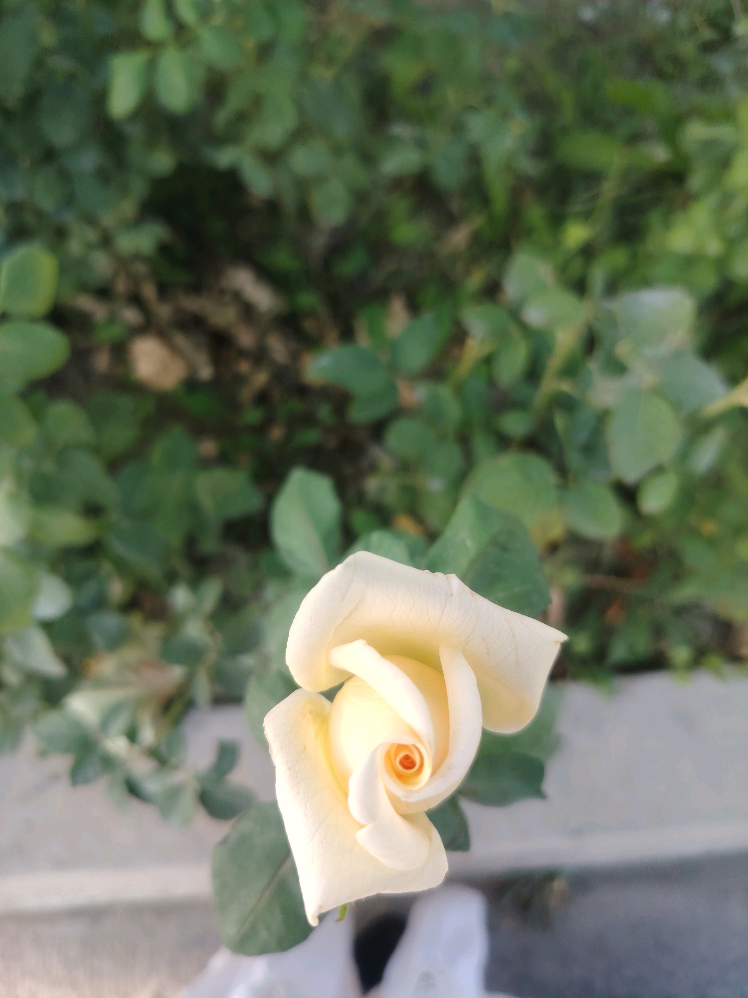 A close-up, high-angle shot shows a creamy yellow rose bud in the foreground. The rose is tightly furled, with a hint of orange at its center. The background is a soft blur of green foliage and a greyish, textured surface, possibly a pathway or planter. The image is a static, natural scene. There are no people or discernible actions in the image. The location of Konigil, Uzbekistan is not indicated in the image.
