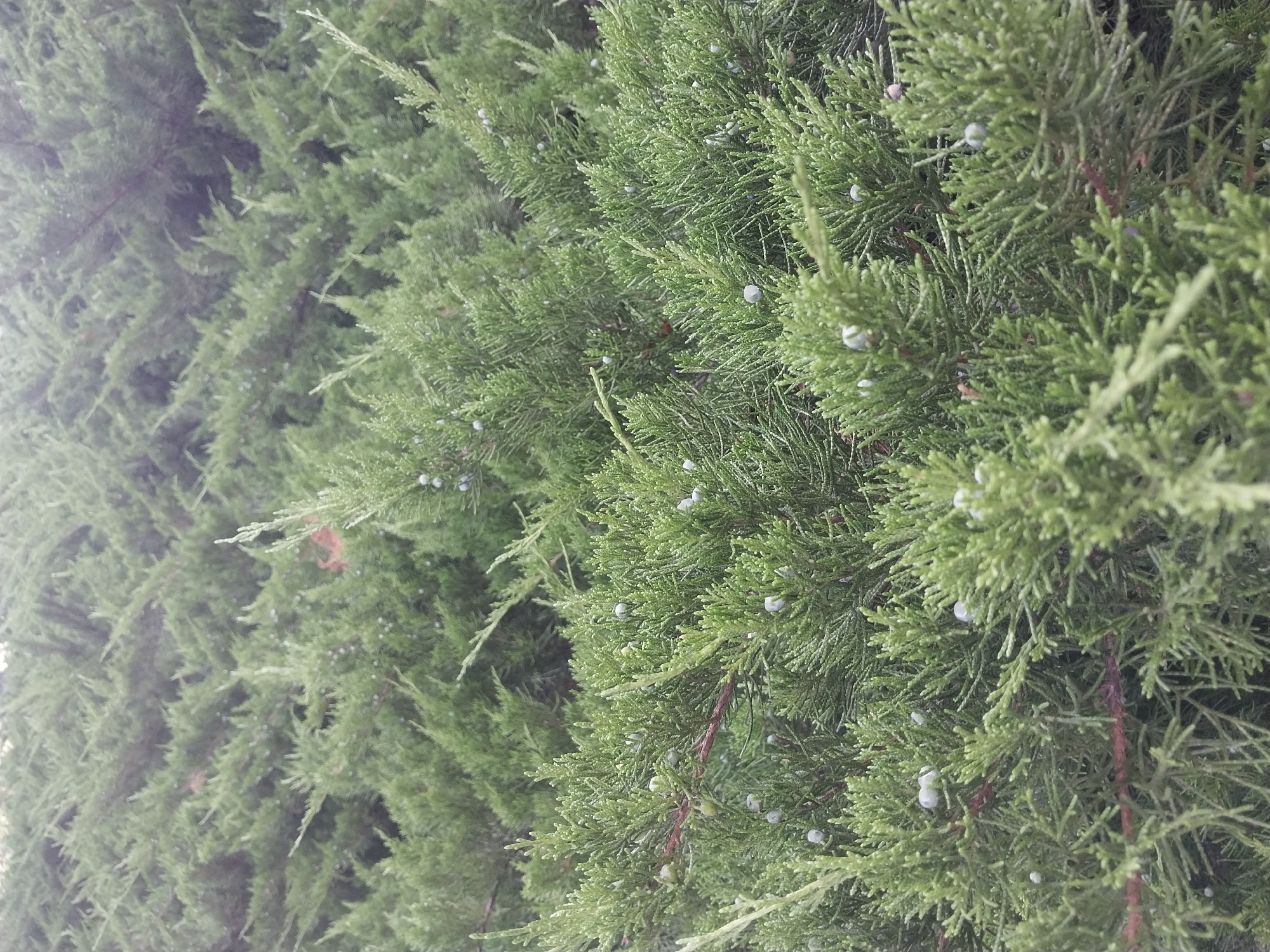 The image shows a dense, green shrub, likely a juniper, with small, round, blue-gray berries. The foliage is layered and textured, with some branches appearing reddish-brown. The background is also filled with the same type of shrubbery, creating a uniform, natural landscape. There are no people or structures visible in the image. The scene appears to be an outdoor natural setting, possibly a park or a garden, within the city of Dnipro, Ukraine. The lighting suggests it is daytime, with soft, diffused light.