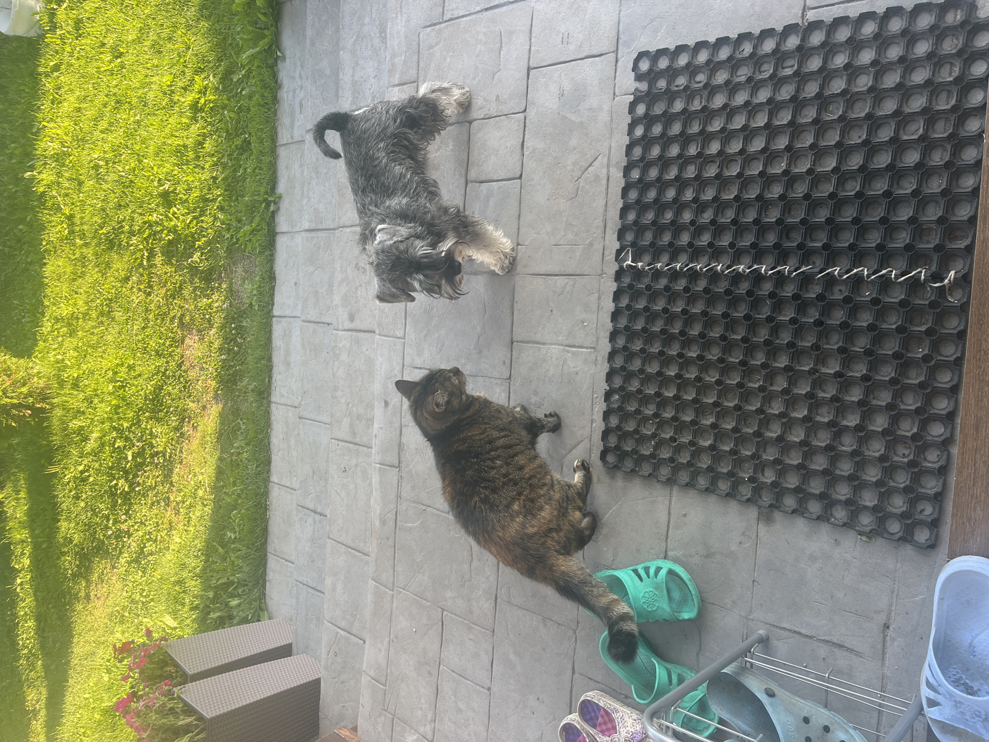 The image captures a scene on a paved patio area, likely outdoors, with a grassy area and two planter boxes with pink flowers visible in the background. On the patio, a tortoiseshell cat is standing on its hind legs, facing to the right of the frame, with its body angled towards a Miniature Schnauzer. The dog is standing on all fours, facing the cat with its head slightly lowered. Several pairs of colorful sandals and other footwear are scattered on the patio, along with a metal shoe rack. A dark, honeycomb-patterned mat lies on the ground in the foreground. The lighting suggests it is daytime, with sunlight casting shadows. The location is identified as Vladimirovka, Russia.