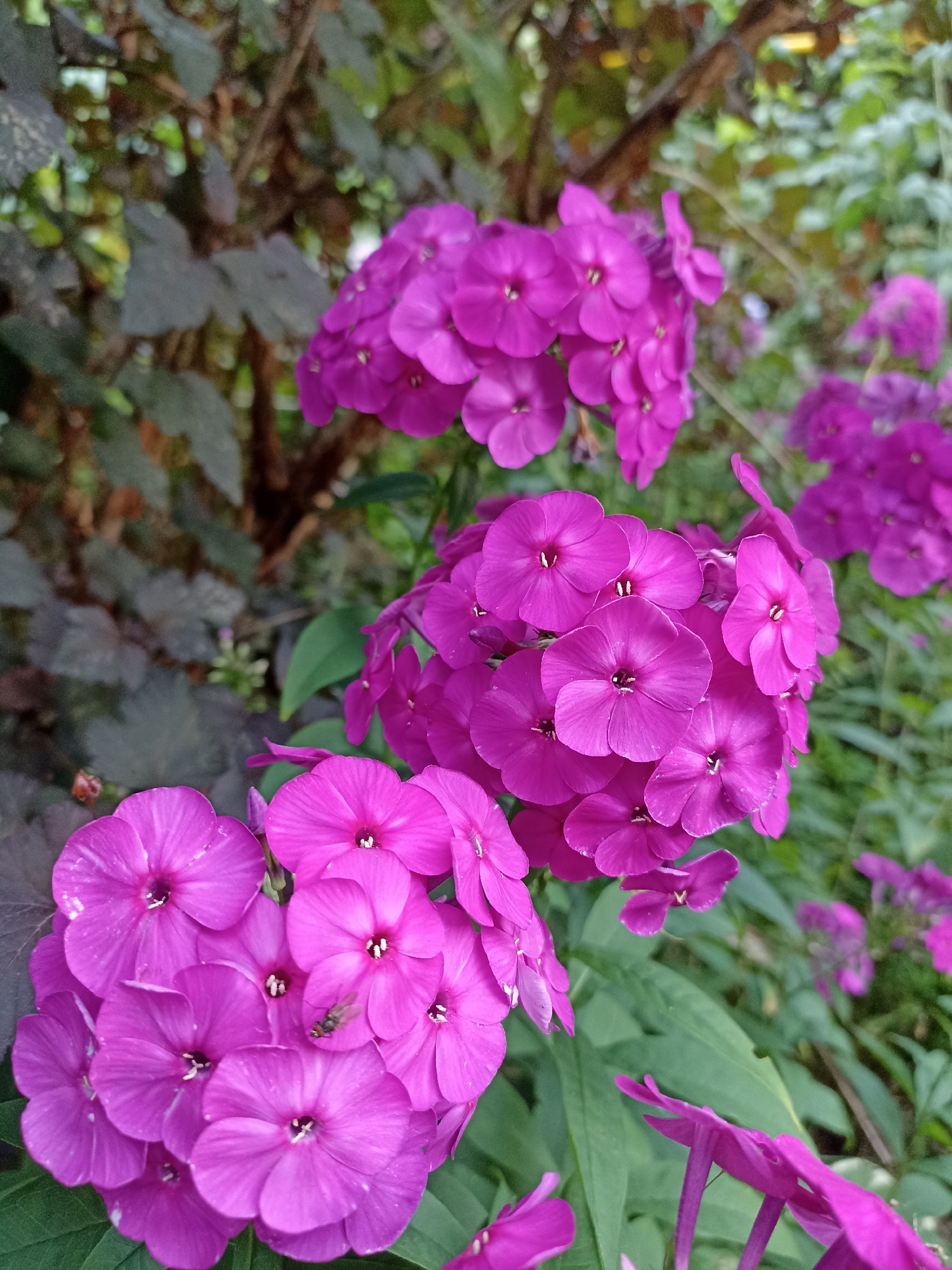 In Mochische, Russia, a cluster of vibrant purple phlox flowers is in full bloom. The flowers are arranged in conical clusters with delicate, five-petaled blossoms. A small fly is perched on one of the petals in the foreground. The background features lush green foliage and dark, leafy branches, suggesting a garden setting. The lighting is soft and natural, indicating an outdoor scene, likely during daylight hours.