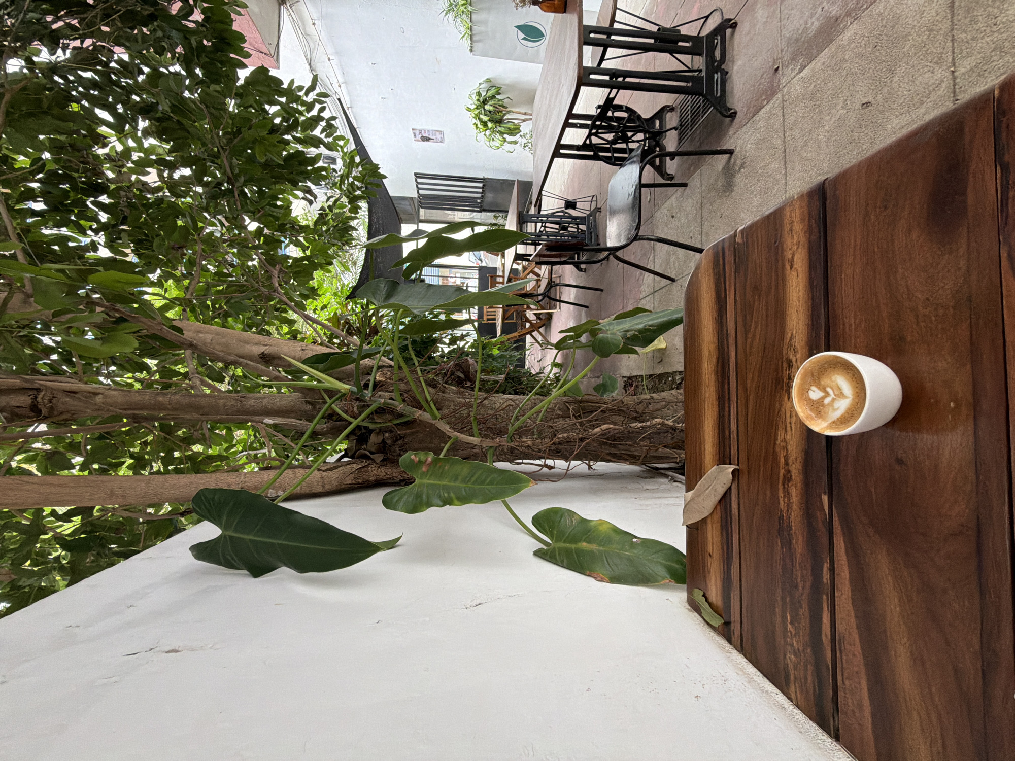 A medium shot captures an outdoor seating area of a cafe, likely in Maputo, Mozambique. In the foreground, a dark wooden table occupies the lower half of the frame, with a white ceramic cup of latte art on its surface. To the left, a textured white wall rises vertically, juxtaposed by the brown, rough bark of a mature tree whose branches and lush green leaves spread across the upper portion of the image, casting dappled shadows.
Beyond the table, a patio paved with interlocking concrete tiles leads to a series of tables and chairs arranged in an outdoor seating area. Some tables have dark wooden tops and unique bases resembling antique sewing machines. The background reveals more of the cafe's architecture, including white walls, doors with vertical slats, and glimpses of more greenery. The scene is devoid of people, suggesting a quiet or off-peak moment. The overall atmosphere is one of relaxed outdoor dining, with a blend of natural elements and rustic furniture.