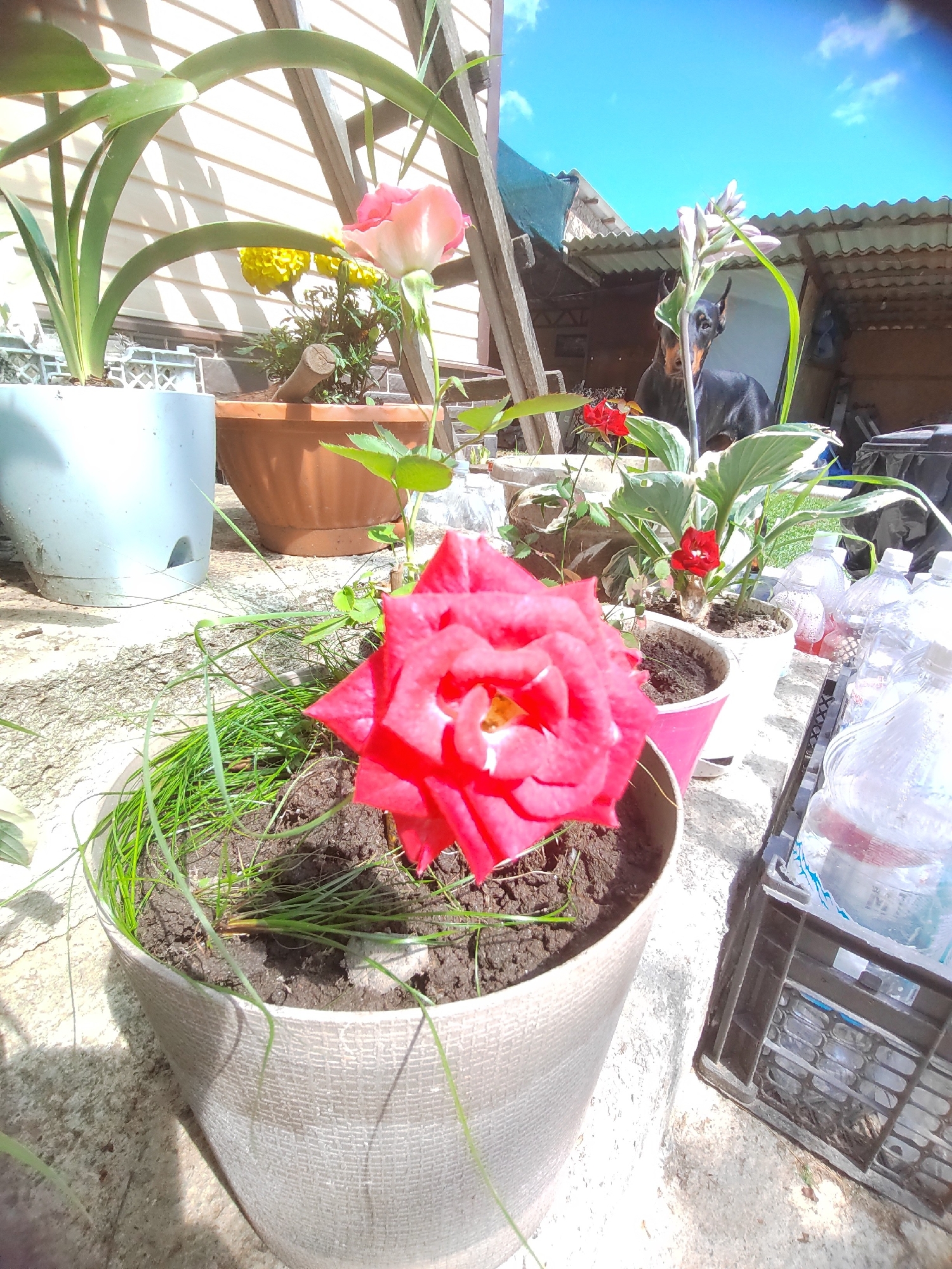 In Psebai, Russia, a close-up shot captures a vibrant red rose in a pale textured pot, with its petals slightly unfurled. The rose is situated in the foreground, with blades of green grass growing around its base. Behind it, a soft pink rose droops slightly. The scene is outdoors, with a concrete surface and a light-colored wall visible. Further in the background, two Doberman dogs are present, with one facing forward and the other to the side. The sky is bright blue with scattered clouds. The environment suggests a residential outdoor setting, possibly a backyard or patio.