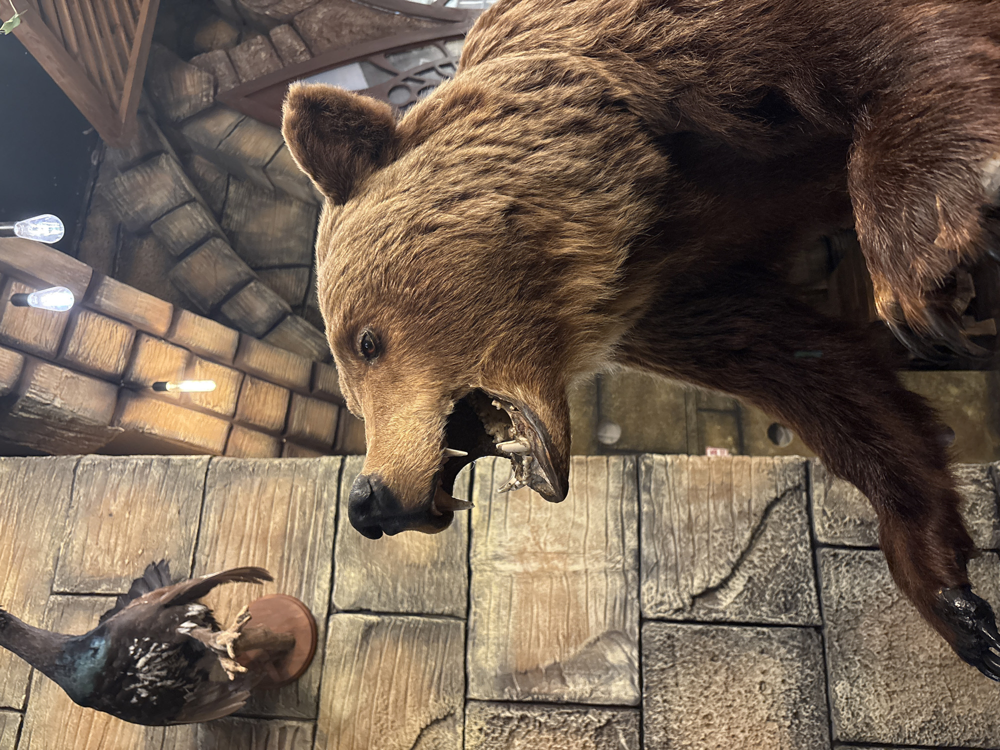 This media file shows a taxidermied brown bear with its mouth open, revealing its teeth and tongue. The bear is positioned from a high angle, looking down. Below the bear, a taxidermied bird is mounted on a wooden surface. The background consists of a stone-like wall structure with wooden accents and some lighting fixtures. The overall impression is that of a display in a museum or a similar exhibition space. The setting appears to be indoors, with artificial lighting. There are no people visible in the image. The scene depicts a hunting or natural history display, with the bear appearing to be in a predatory stance over the bird. No text is visible in the image. The location context is Saint Petersburg, Russia, but there are no specific visual cues within the image to confirm this location.